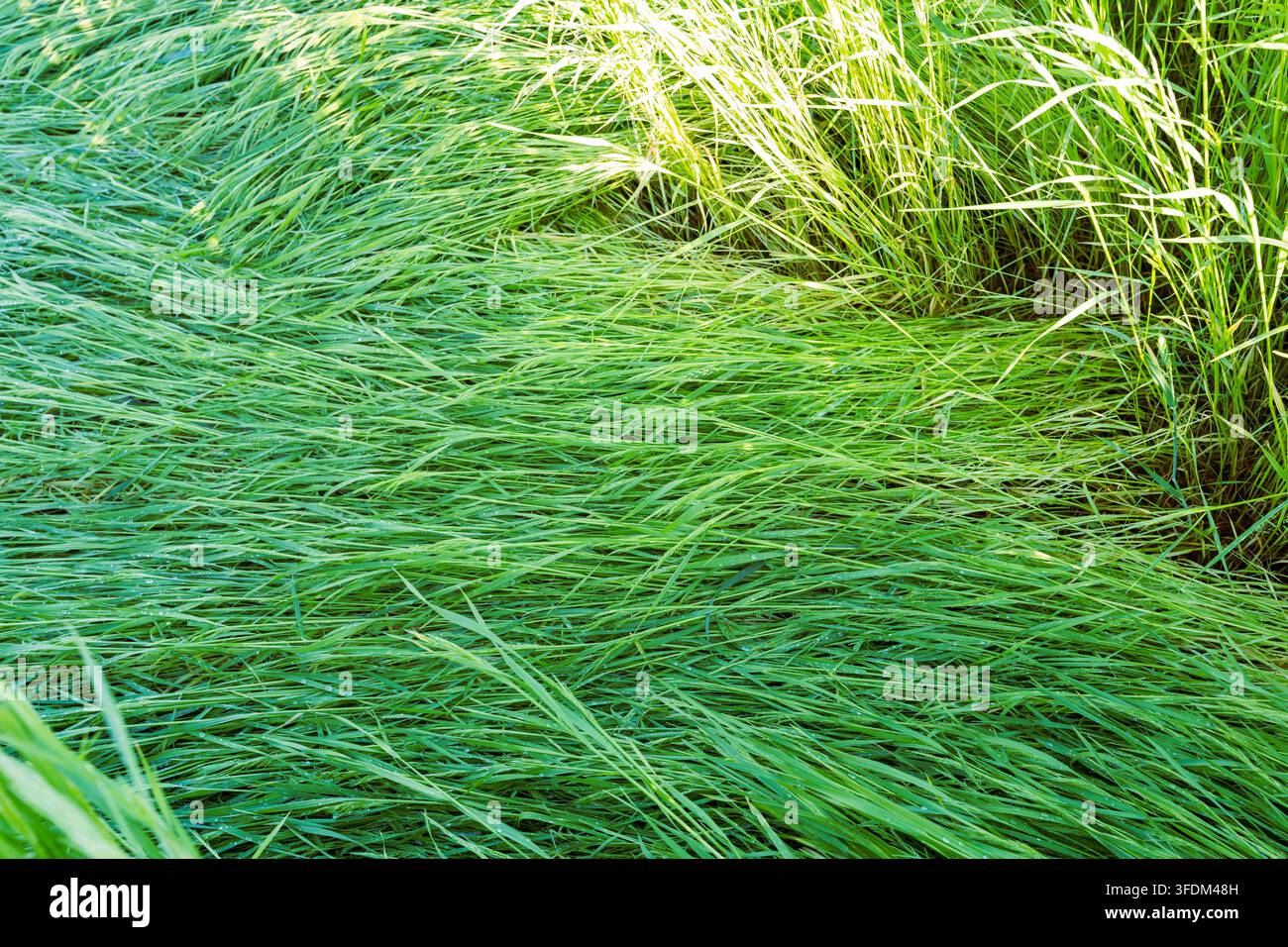 Sattgrünes Gras wiegt sich sanft im weichen Sonnenlicht. Die Halme kräuseln sich mit der leisen Berührung des Windes Stockfoto