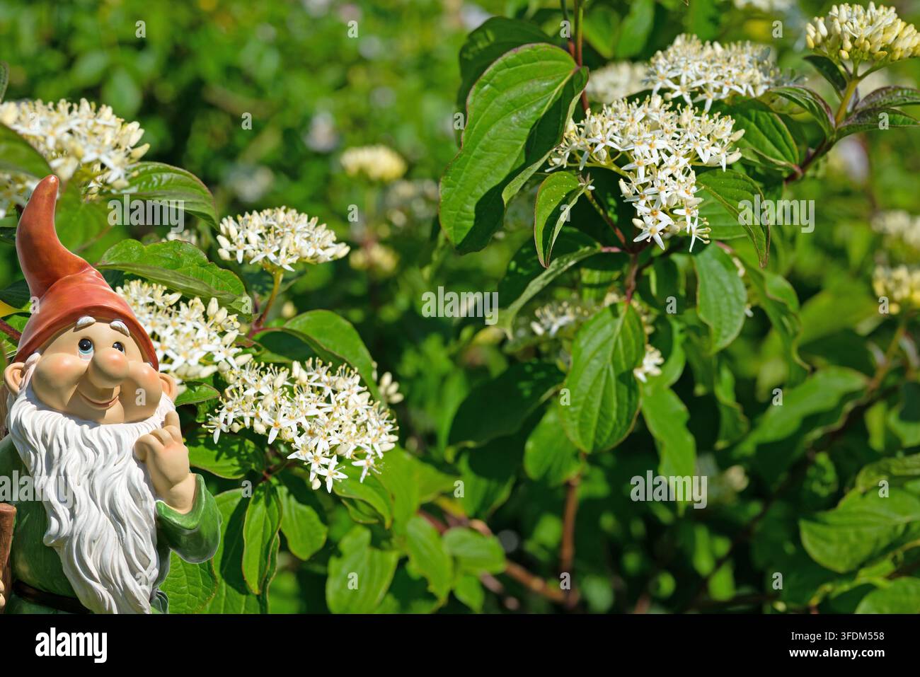 Ein blühender roter Hartriegel im Frühling Stockfoto
