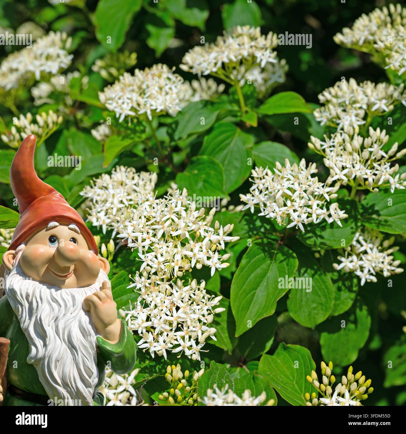 Ein blühender roter Hartriegel im Frühling Stockfoto