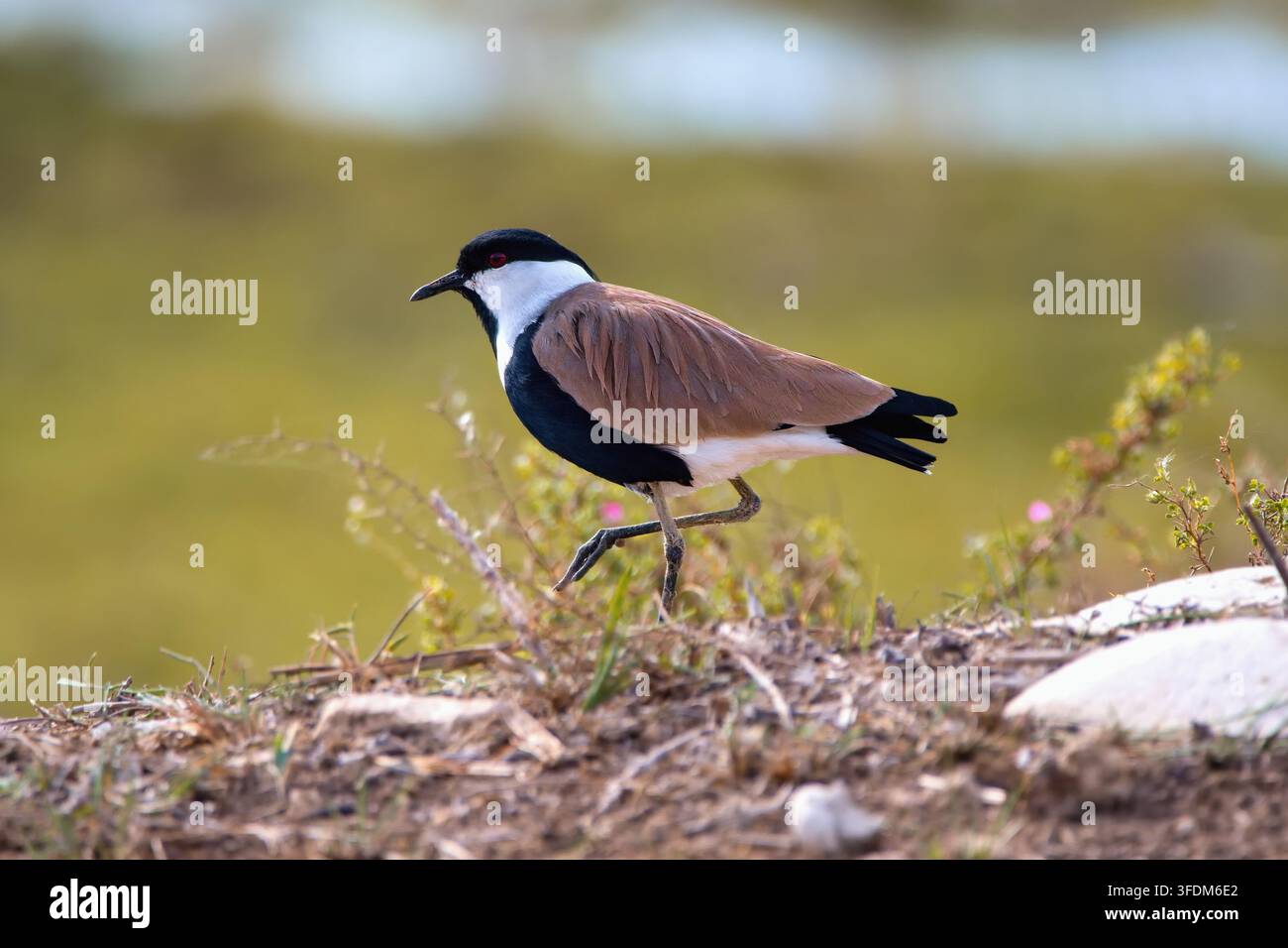 Spurflügel-Trappenhuhn, Vanellus Spinosus, Türkei Stockfoto