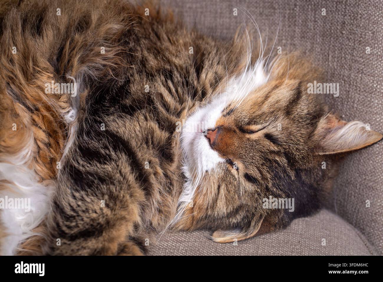 Konzeptionelle Szene von Komfort und Frieden mit flauschigem getigertem Kater, der auf dem Sofa schläft Stockfoto