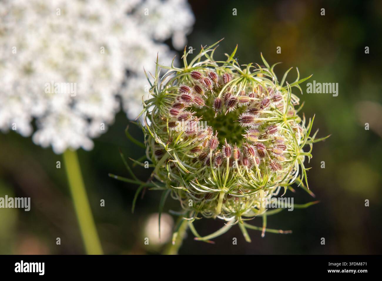 Fruchtende Samenkapsel einer Wilden Karotte (Daucus carota) mit Vogelnestform und stacheliger Frucht. Juli 2024. Stockfoto