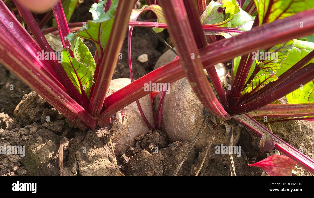 Reife rote Rüben, die im Boden eines Sommergemüsegartens wachsen Stockfoto