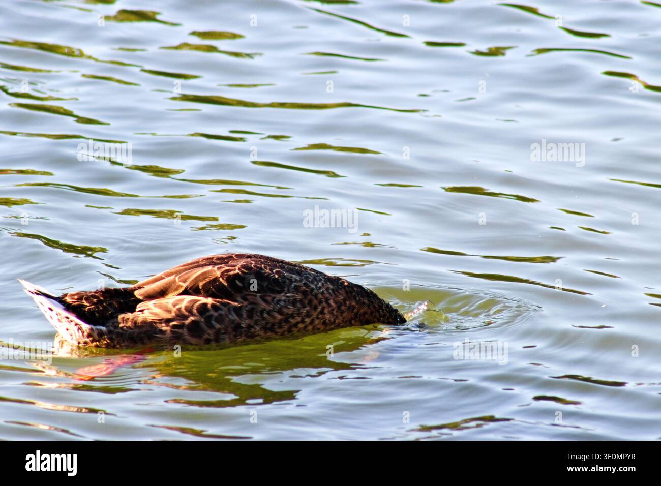 Eine Stockenteweibchen frisst mit im sonnenbeschienenen Teich versenktem Kopf, wobei ihr gesprenkelter Rücken und Schwanz über dem sanft plätschernden Wasser sichtbar bleiben. Stockfoto