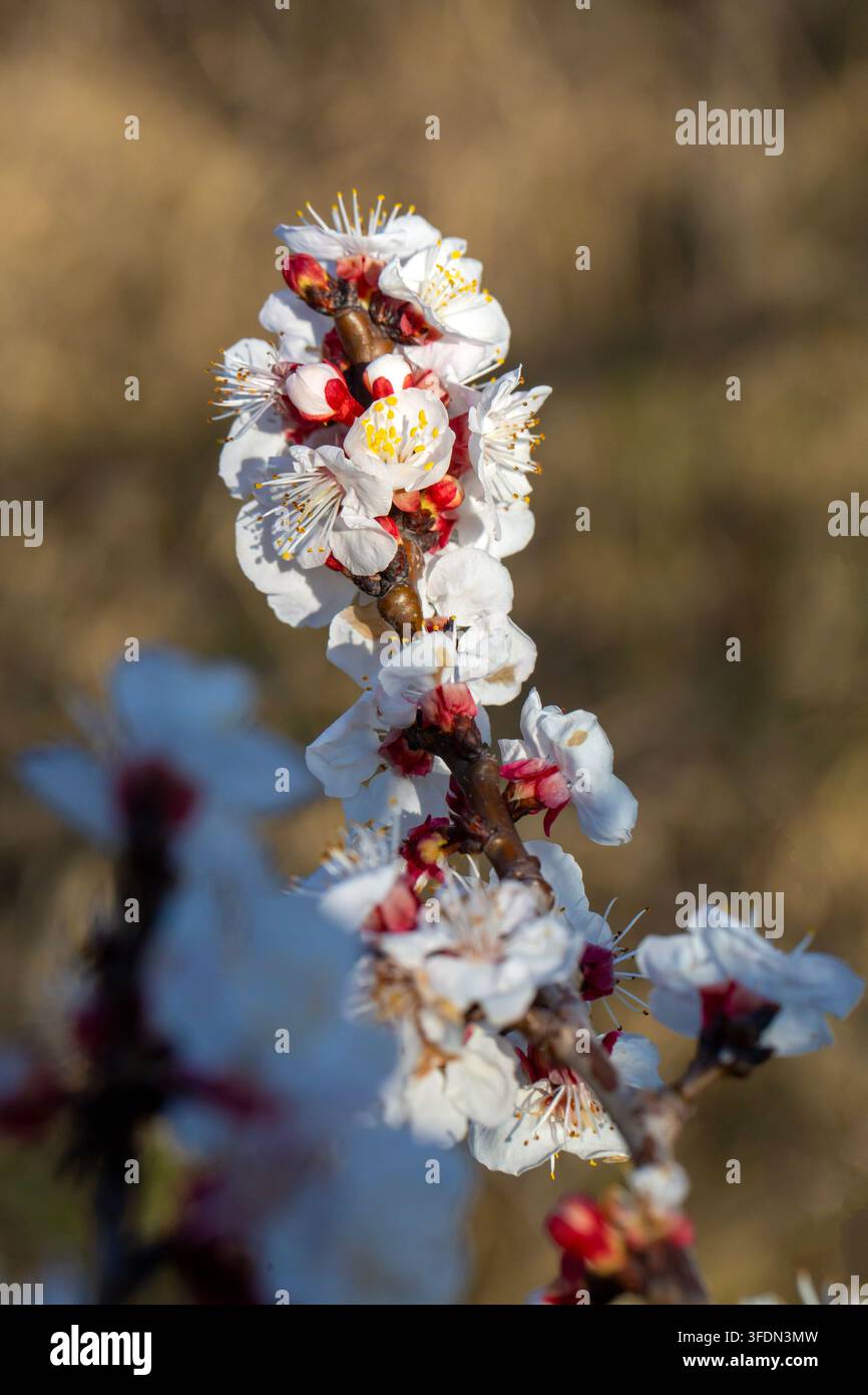 Nahaufnahme von weißen Blüten der Aprikosenbaumart Prunus Armeniaca mit roten Kelchblättern Stockfoto