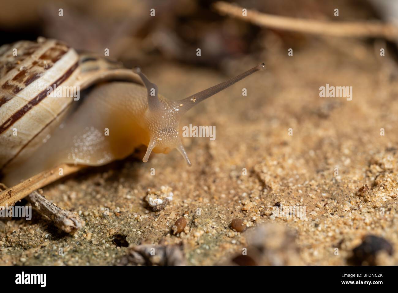Schokoladenband-Schnecke (Eobania vermiculata) kriecht über Sand mit voll ausgefahrenen Tentakeln und Augenstiel, Matrouh, Ägypten Stockfoto