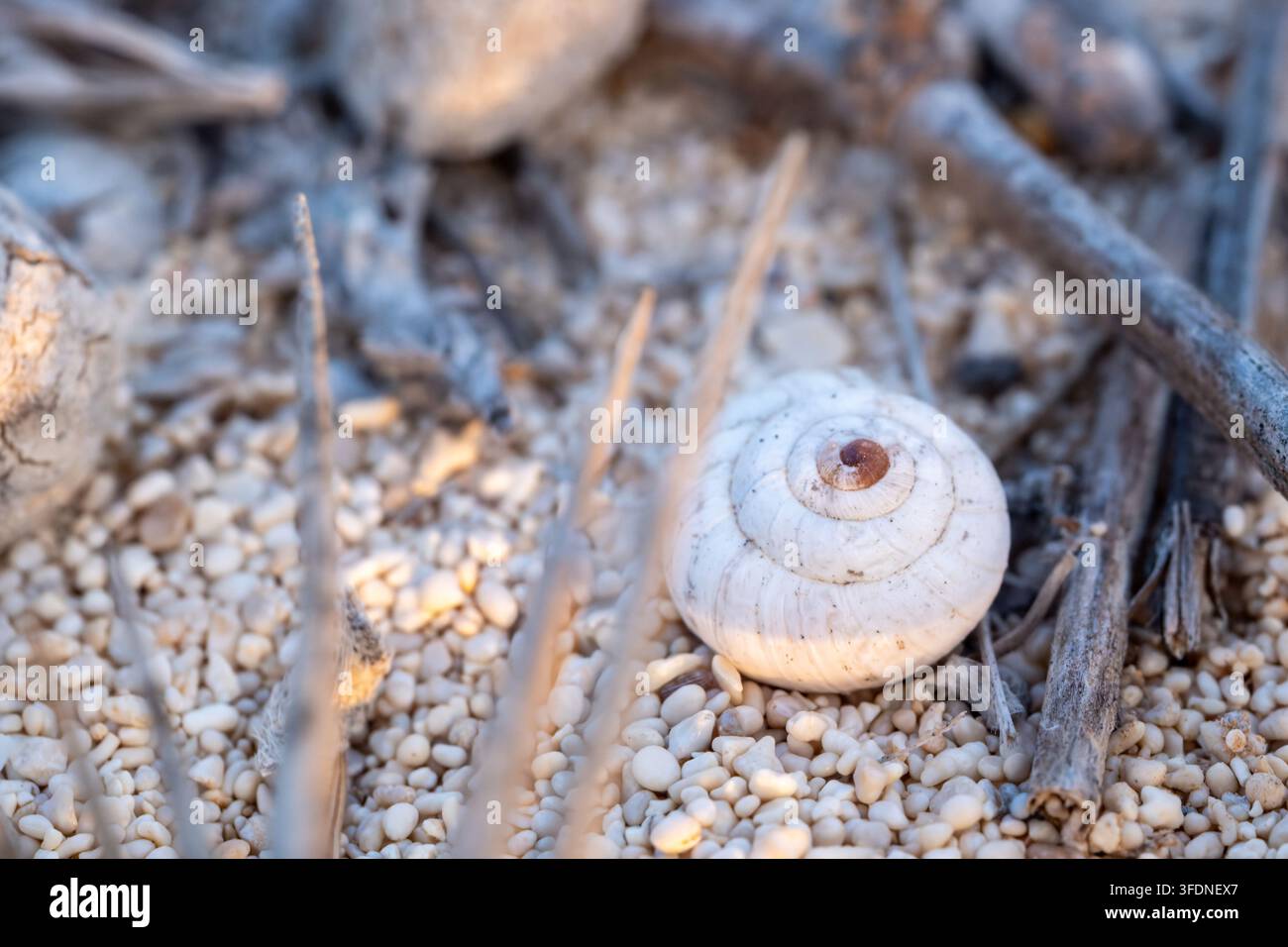 Weiße italienische Schnecke (Theba pisana) zwischen Küstenschotter und trockenen Pflanzenstängeln, Matrouh, Ägypten Stockfoto