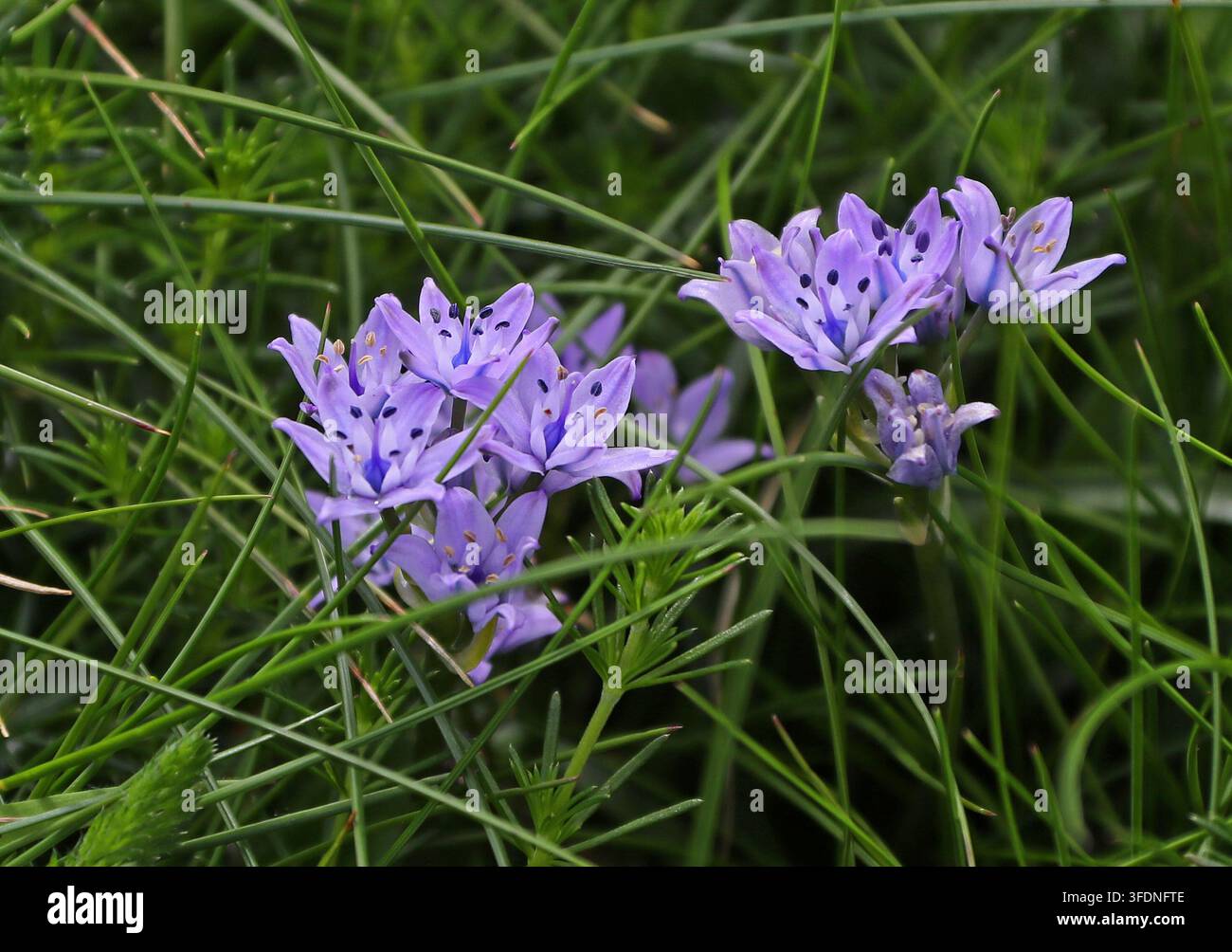 Frühlingszwiebel, Scilla verna, Asparagaceae (zuvor Hyacinthaceae). Küste von Pembrokeshire, Südwestwales, UK. Stockfoto