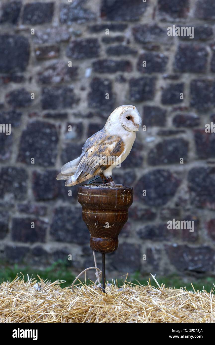 Eulenfalter, der auf einem hölzernen Block als Sitzstange vor einem alten Steinmauerhintergrund sitzt. Stockfoto