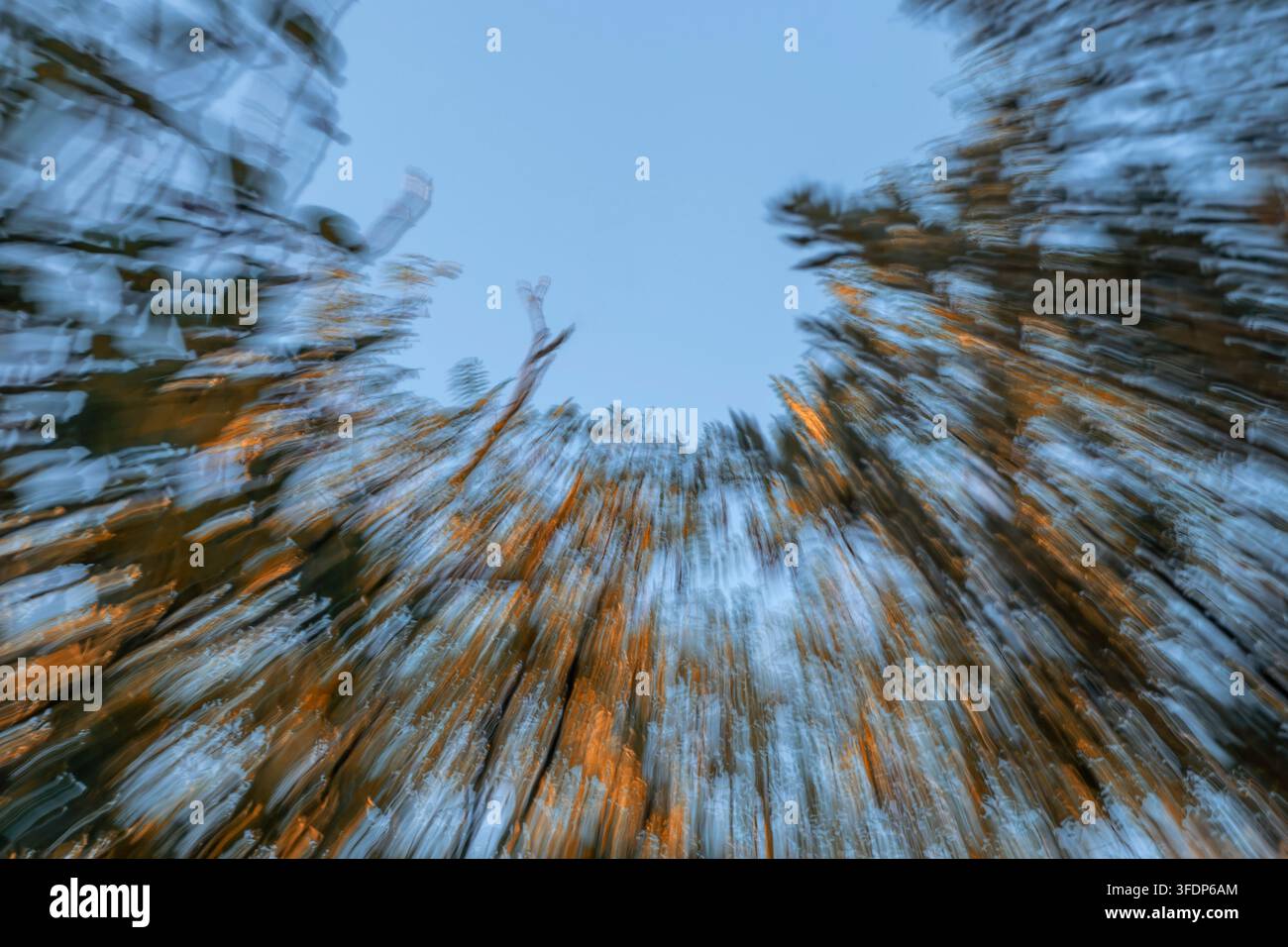 Ein Halbkreis aus absichtlich verlegten Bäumen erzeugt einen interessanten künstlerischen Effekt Stockfoto