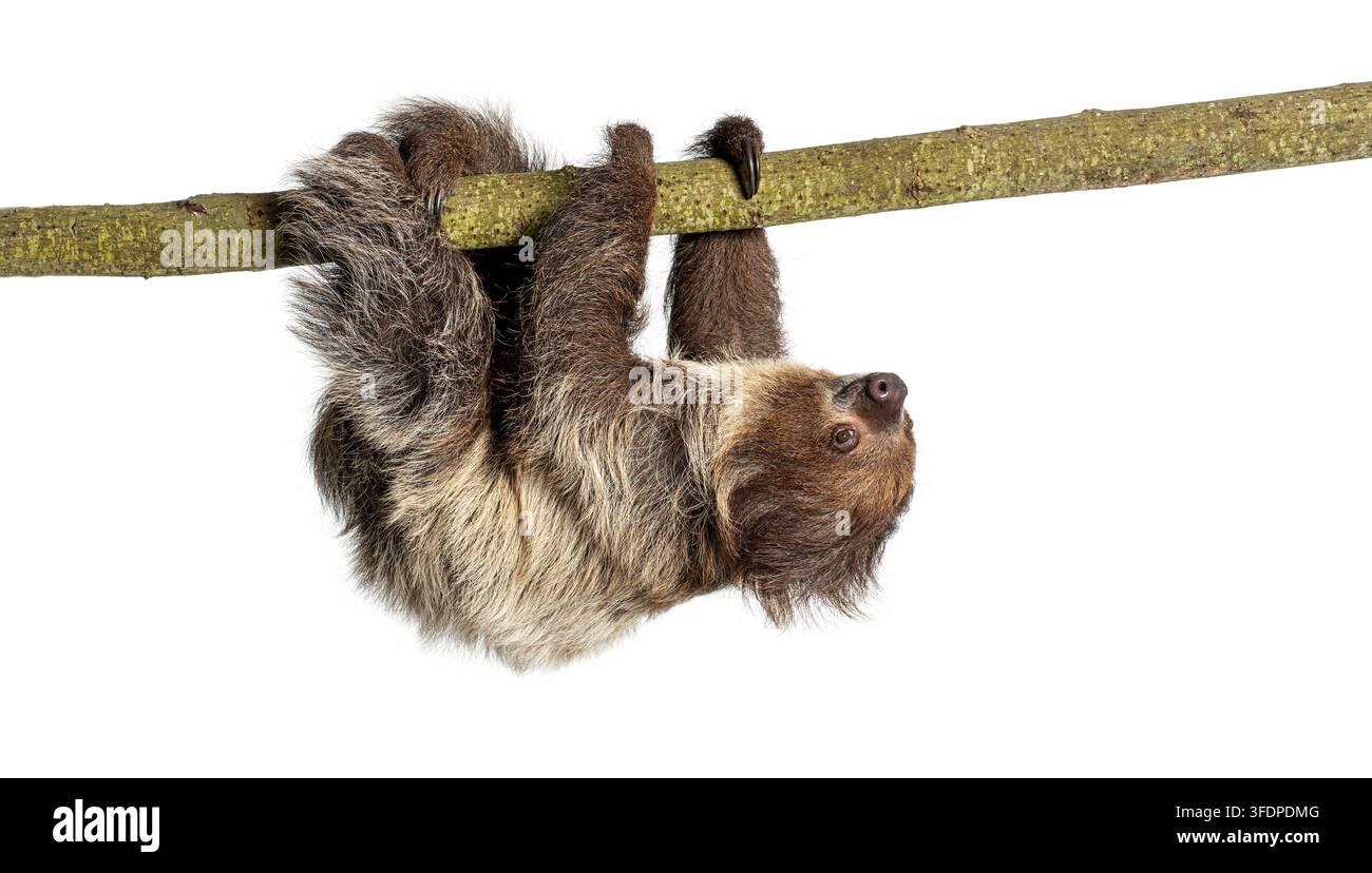 Zweifinger-Faultier von Linnaeus, Choloepus didactylus, gehend, an einem Ast hängend vor weißem Hintergrund Stockfoto