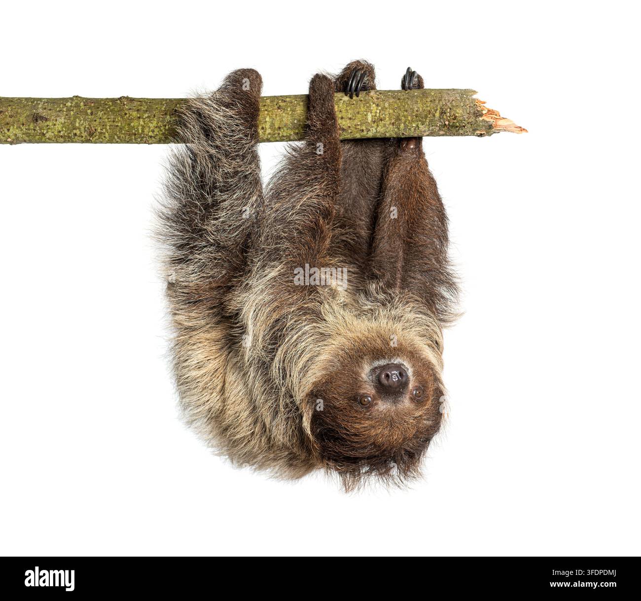 Linnaeus' Zweifinger-Faultier, Choloepus didactylus, auf dem Kopf stehend auf einem Ast vor weißem Hintergrund Stockfoto