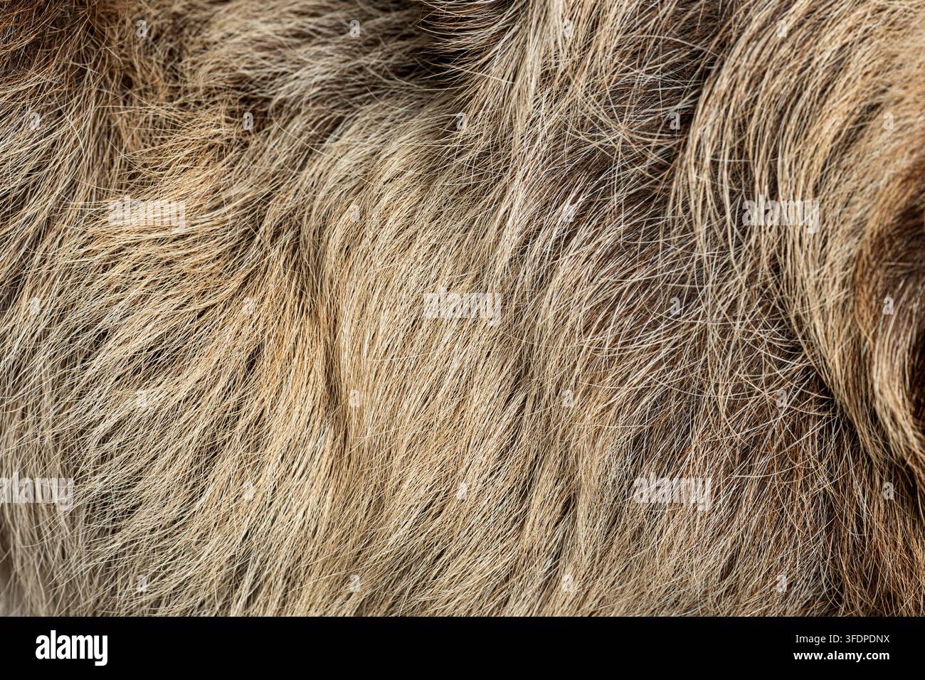 Faultierfell mit struppigem braunem Haar und rauer Oberfläche Stockfoto