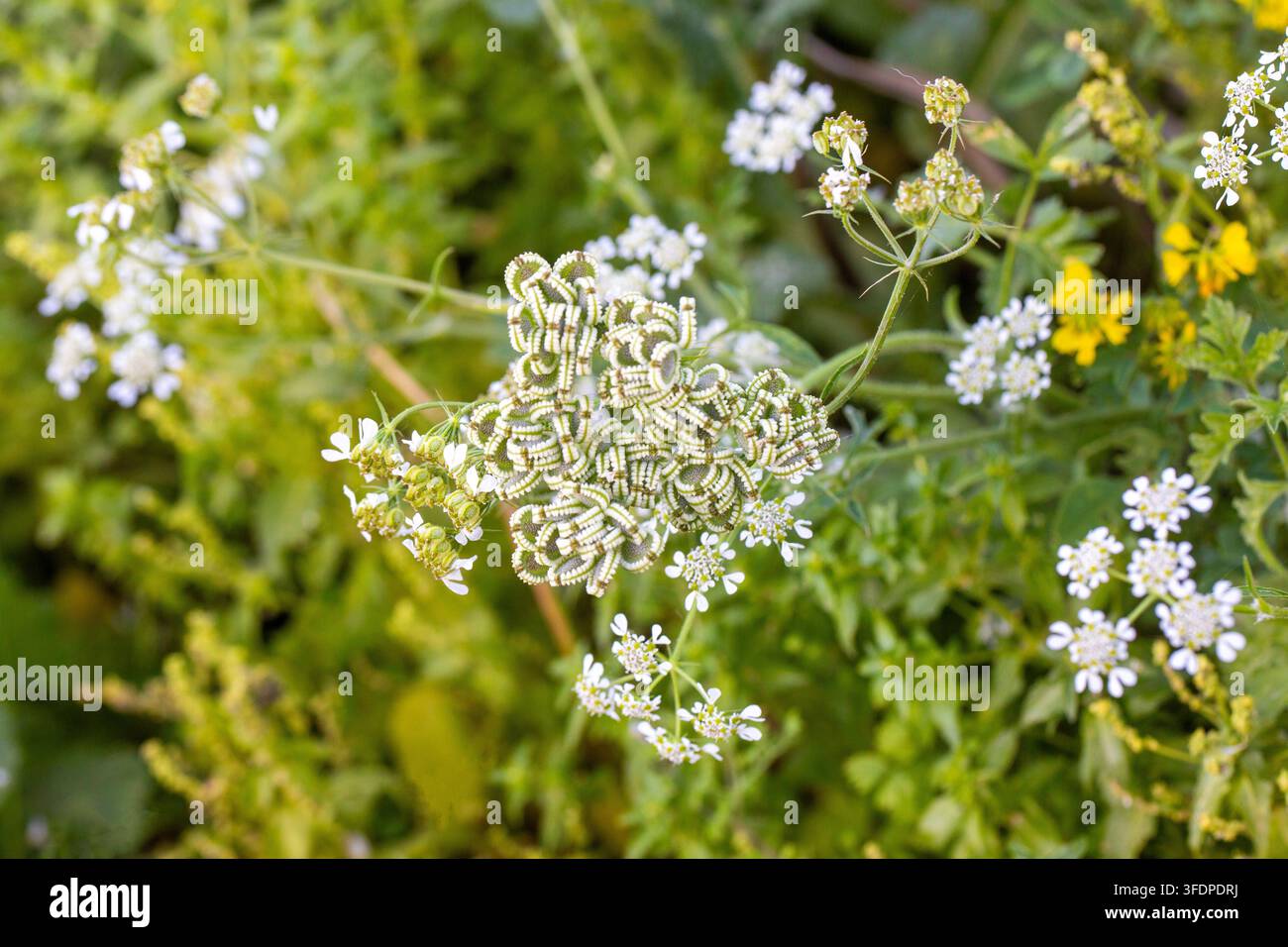 Nahaufnahme von Tordylium apulum-Früchten mit einzigartigen weißen gezackten Rändern in der Natur Stockfoto