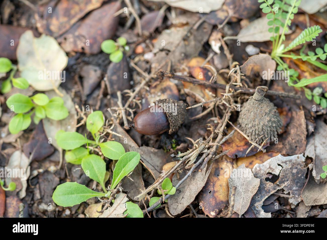 Nahaufnahme von Eicheln und Eichelkappen, die auf einem blättrigen Waldboden mit kleinen grünen Sämlingen und Zweigen ruhen, die Herbst, Natur, Wachstum und Waldökologie evozieren Stockfoto