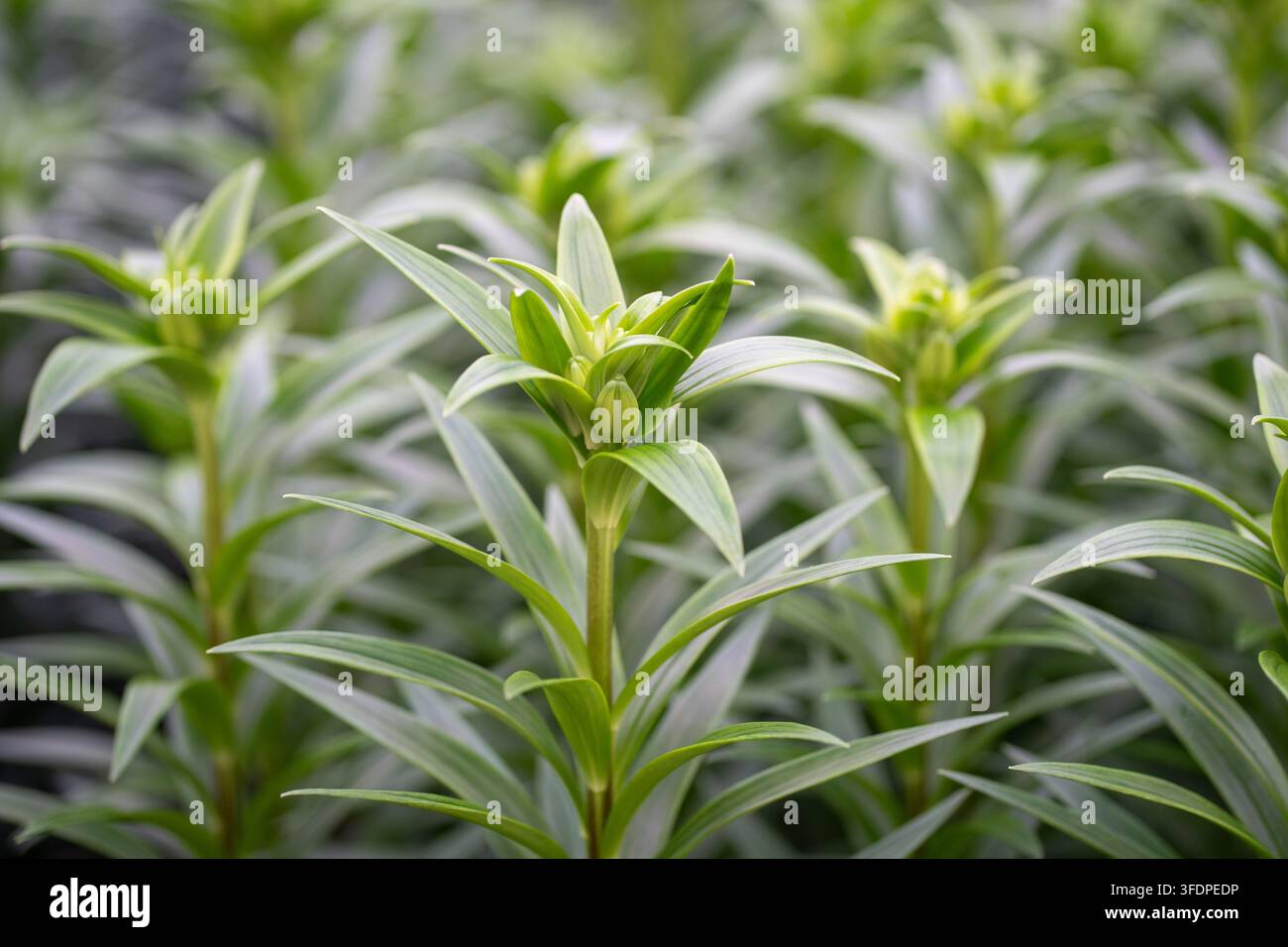 Nahaufnahme von grünen Lilienknospen, die in ordentlichen Reihen in einem Gewächshaus wachsen, frisches Laub und aufrechte Stängel vermitteln Wachstum, Frühlingsfrische, Gartenarbeit Stockfoto