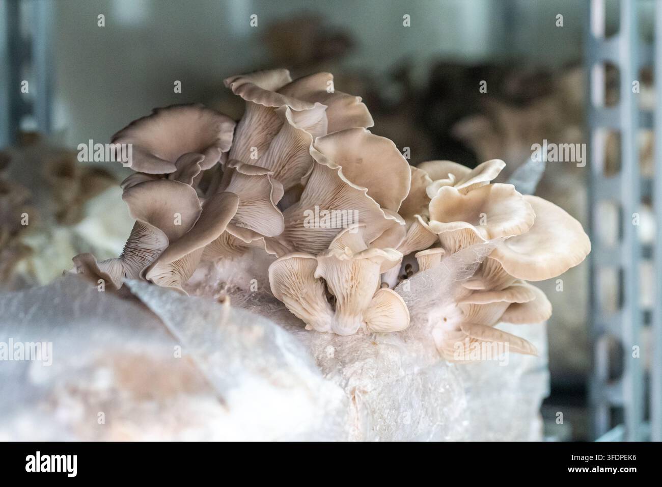 Zarte Austernpilzkluster und -fächer entspringen einem Substratblock auf Regalen in einer Indoor-Pilzfarm und präsentieren natürliche Texturen, Lamellen und erdige Stockfoto