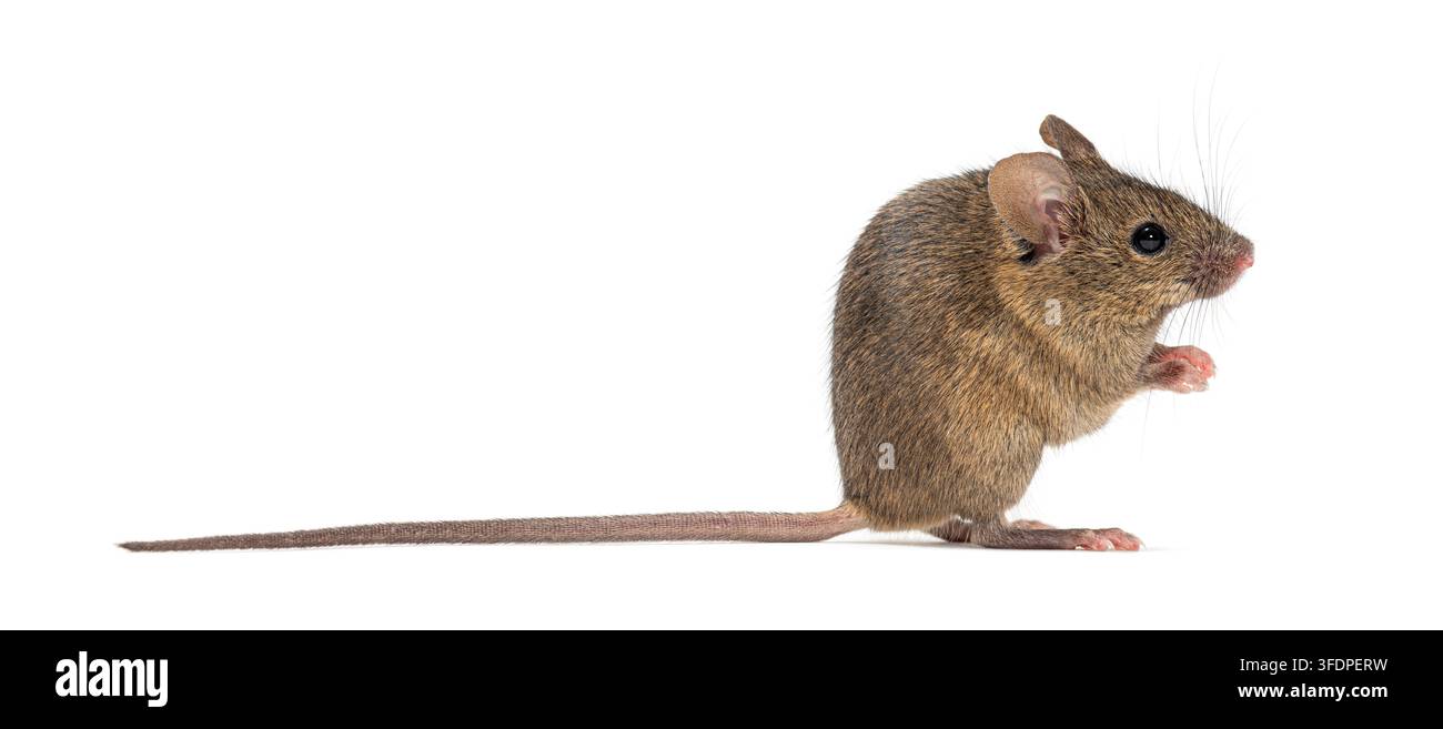 Hausmaus, Mus musculus, aufrecht stehend, ruht auf den Hinterbeinen, auf weißem Hintergrund Stockfoto