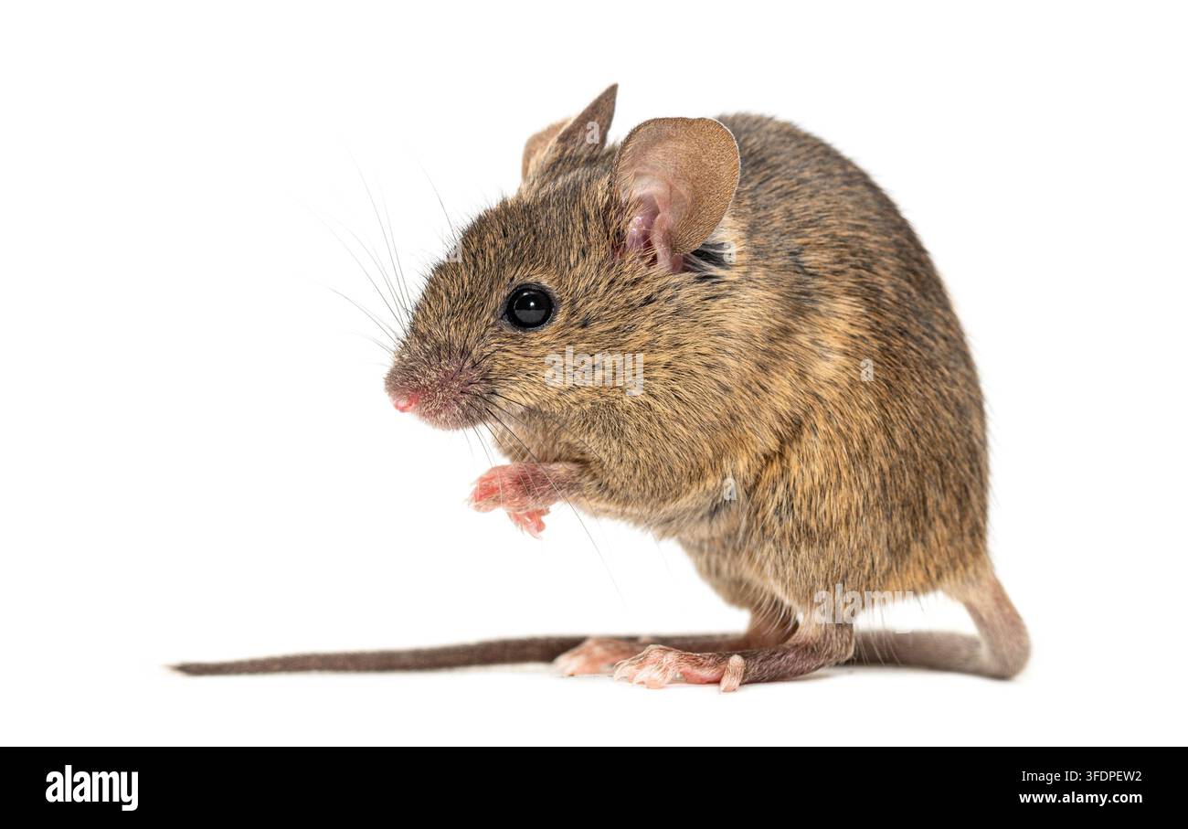Hausmaus, Mus musculus, auf weißem Hintergrund, die sich mit ihren Pfoten säubert Stockfoto