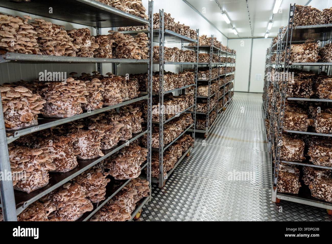 Kommerzielle Indoor-Pilzfarm mit Metallregalen, gefüllt mit Shiitake-Substratblöcken, organisierten Reihen und kontrollierter Umgebungsbeleuchtung. Indust Stockfoto