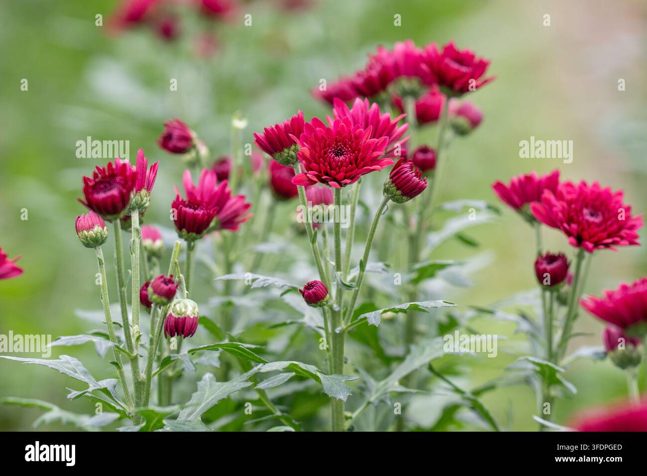 Helle magentafarbene Chrysanthemenblüten und -knospen erheben sich über grünes Laub in einer sanft unscharf gehaltenen Gartenszene, die natürliche Schönheit, Sommerfarben, Frische vermittelt Stockfoto