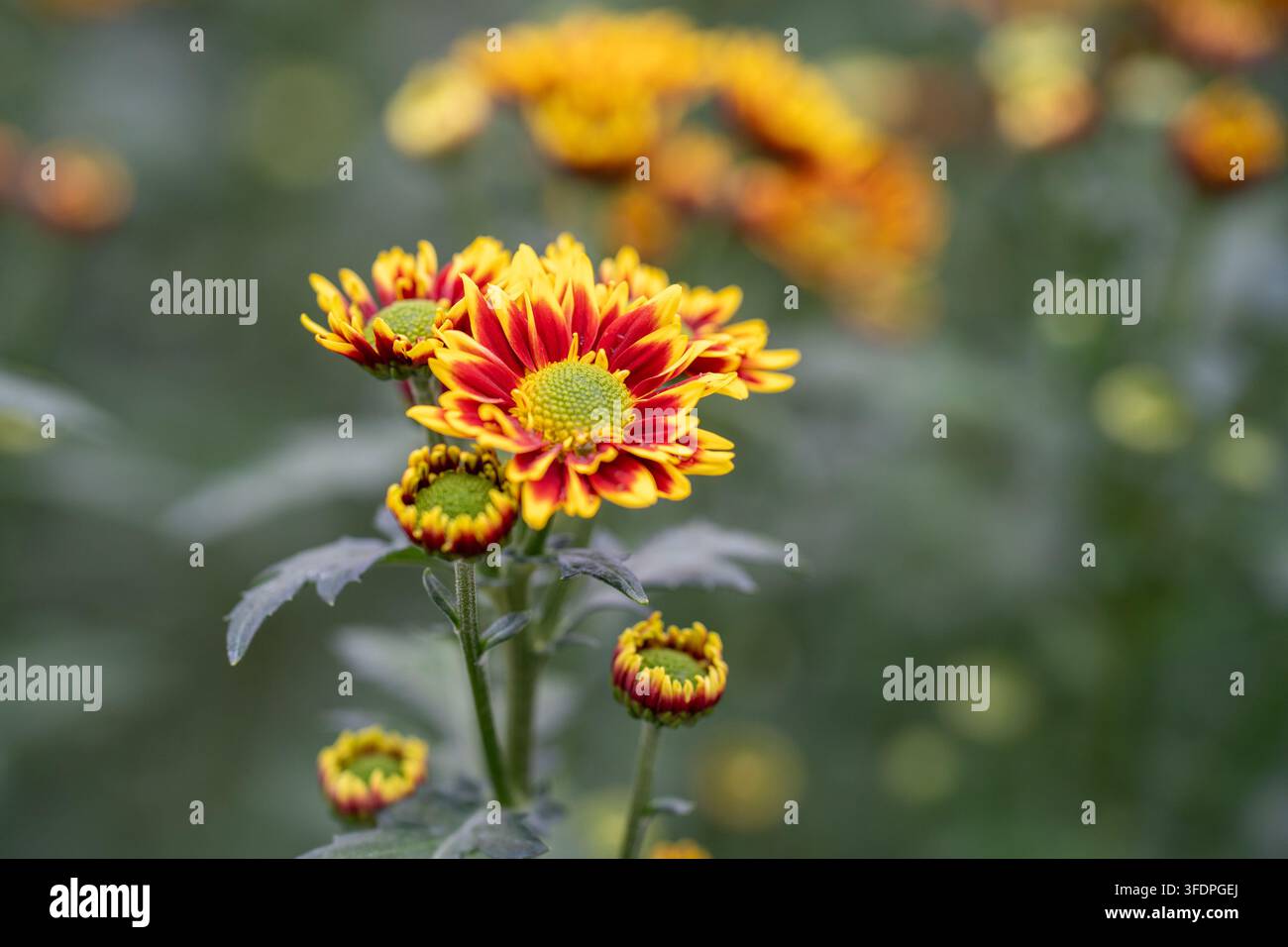 Lebendige rote und gelbe Chrysantellen in einem Garten, Nahaufnahme, die detaillierten Blütenblätter, grüne Zentren und weichen Bokeh zeigen. Warme, fröhliche Blumenszene-Idee Stockfoto