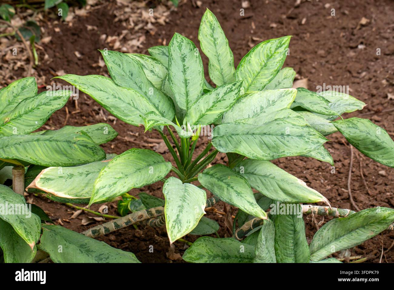 Lebendige silbrig-grüne Blätter der Aglaonema Commutatum-Pflanze (Chinesischer Ewiggrün) Stockfoto