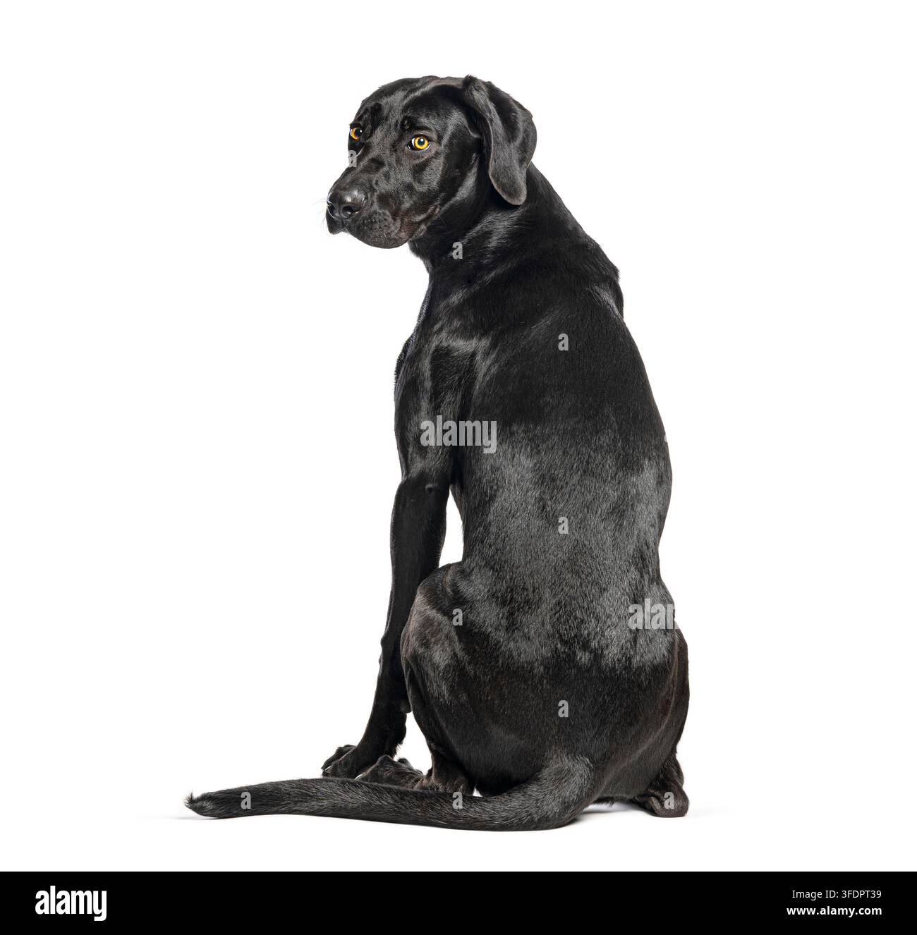Schwarzer Labrador-Retriever-Hund sitzt und schaut mit gelben Augen auf transparentem Hintergrund zurück Stockfoto