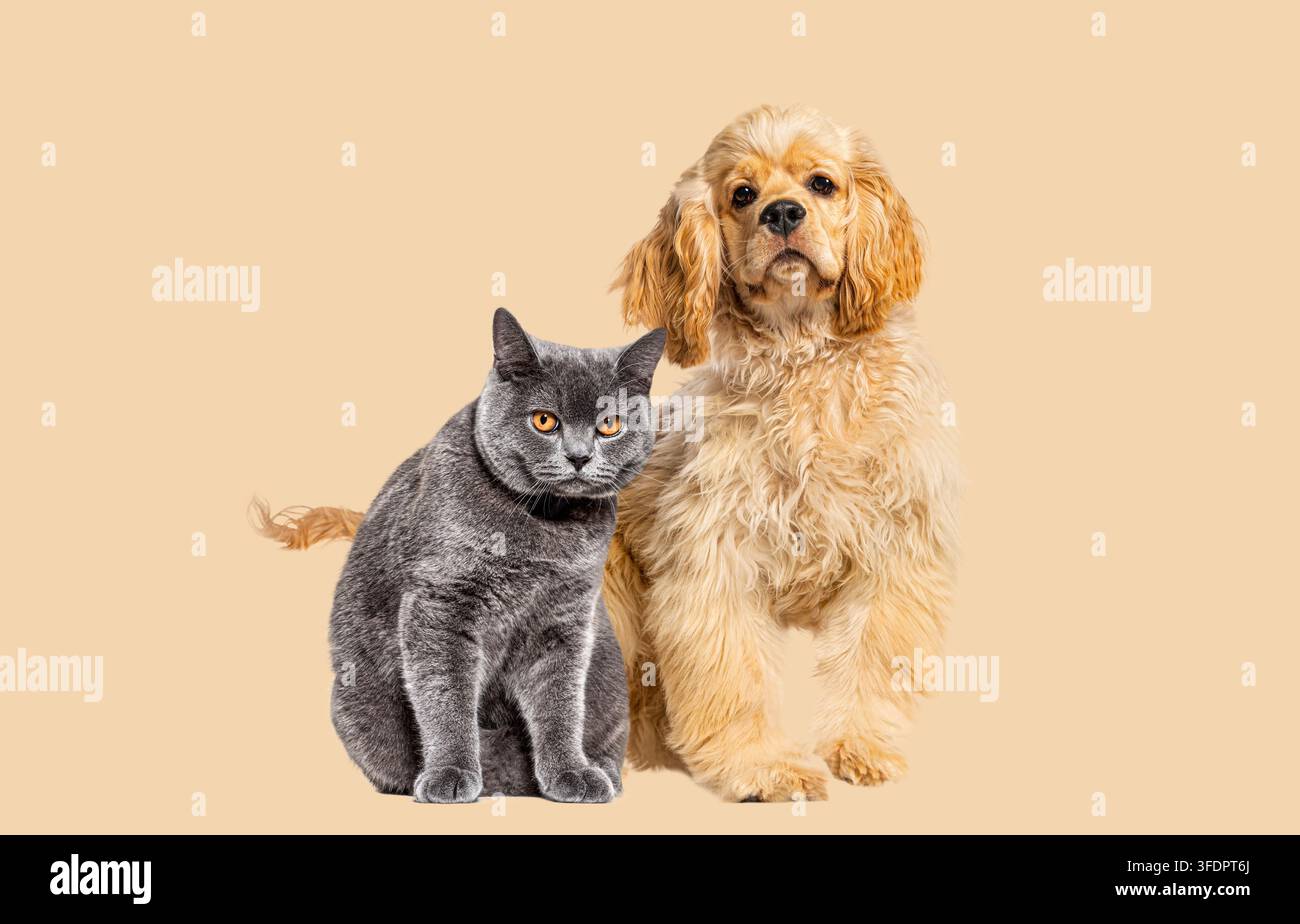 Graue britische Kurzhaarkatze und cremefarbener American Cocker Spaniel Hund stehen auf einem schlichten Hintergrund Stockfoto