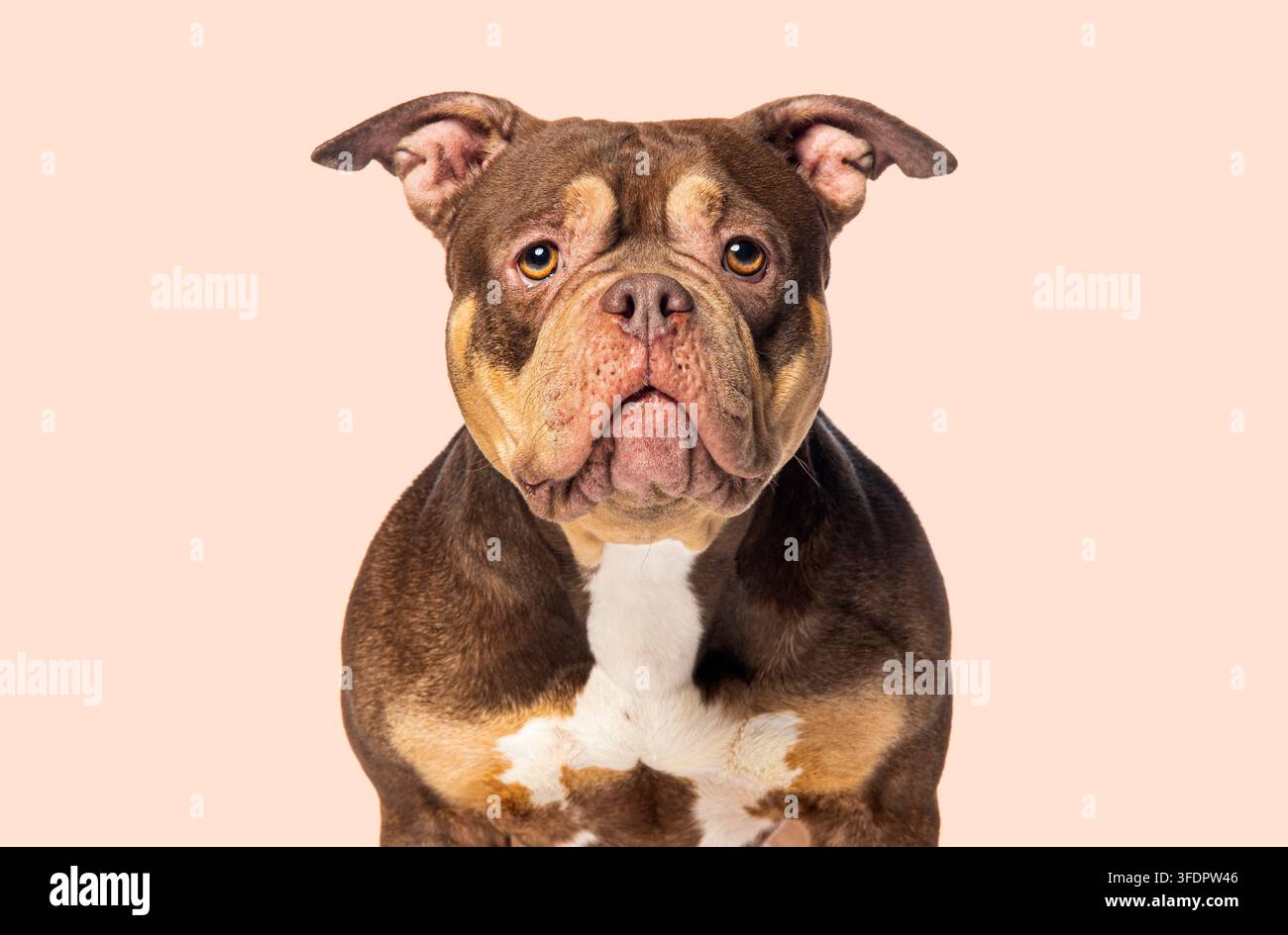 Amerikanischer Bullyhund steht nach vorne gerichtet auf einem schlichten Hintergrund Stockfoto