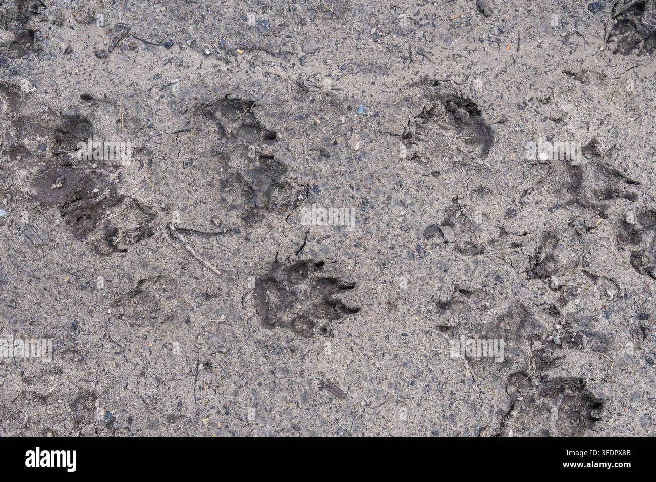 Tierspfotenabdrücke, die in staubigen, grobkörnigen Boden gedrückt sind. Stockfoto