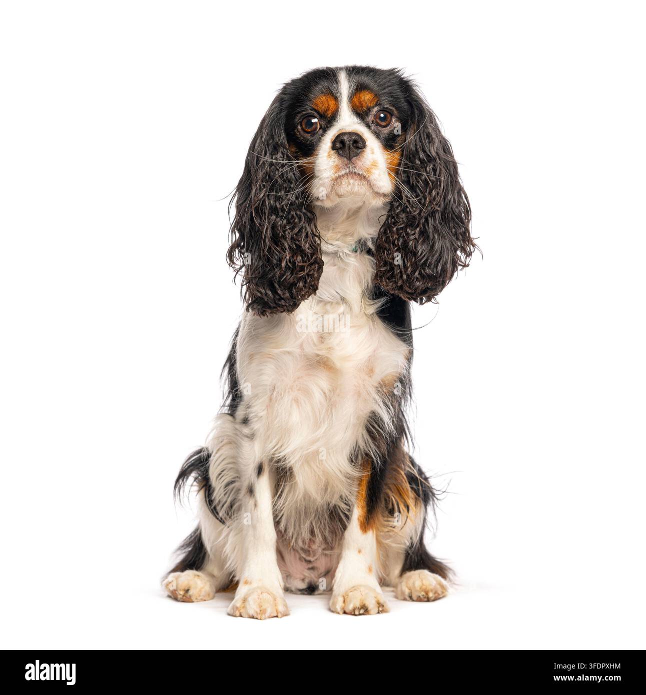 Cavalier King Charles Spaniel dreifarbiger Hund sitzt und schaut in die Kamera Stockfoto