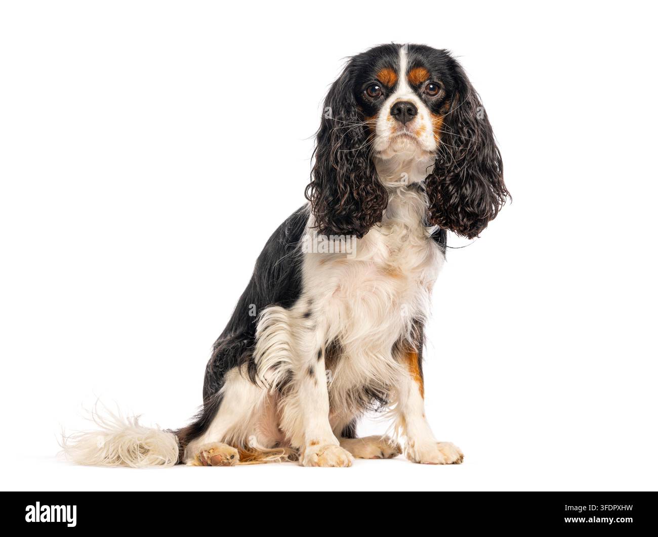 Dreifarben reinrassiger Cavalier King Charles Spaniel, der sitzt und in die Kamera schaut Stockfoto