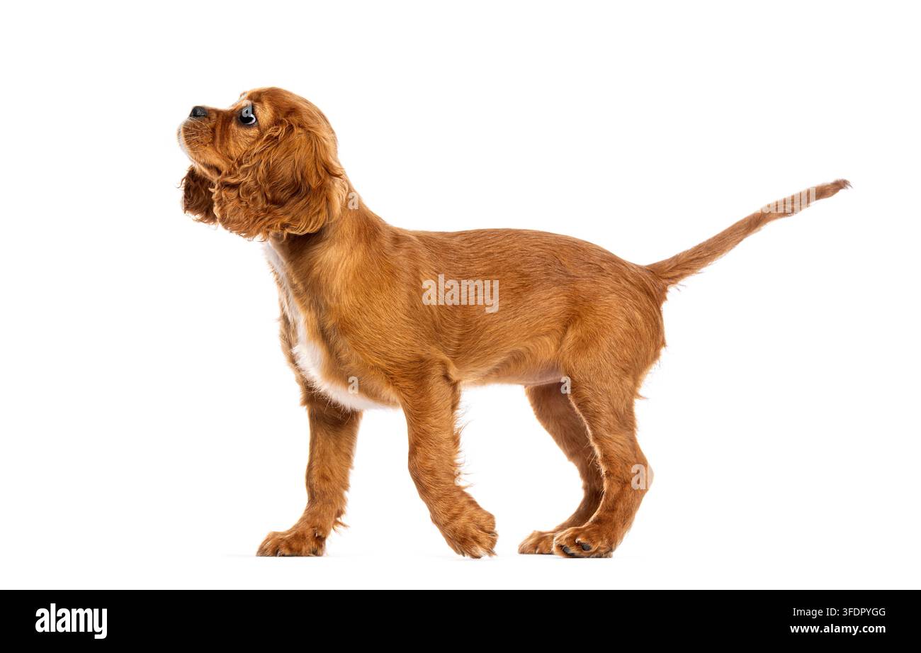 Englischer Cocker Spaniel Welpe steht, schaut nach oben, Profilansicht, vor weißem Hintergrund Stockfoto