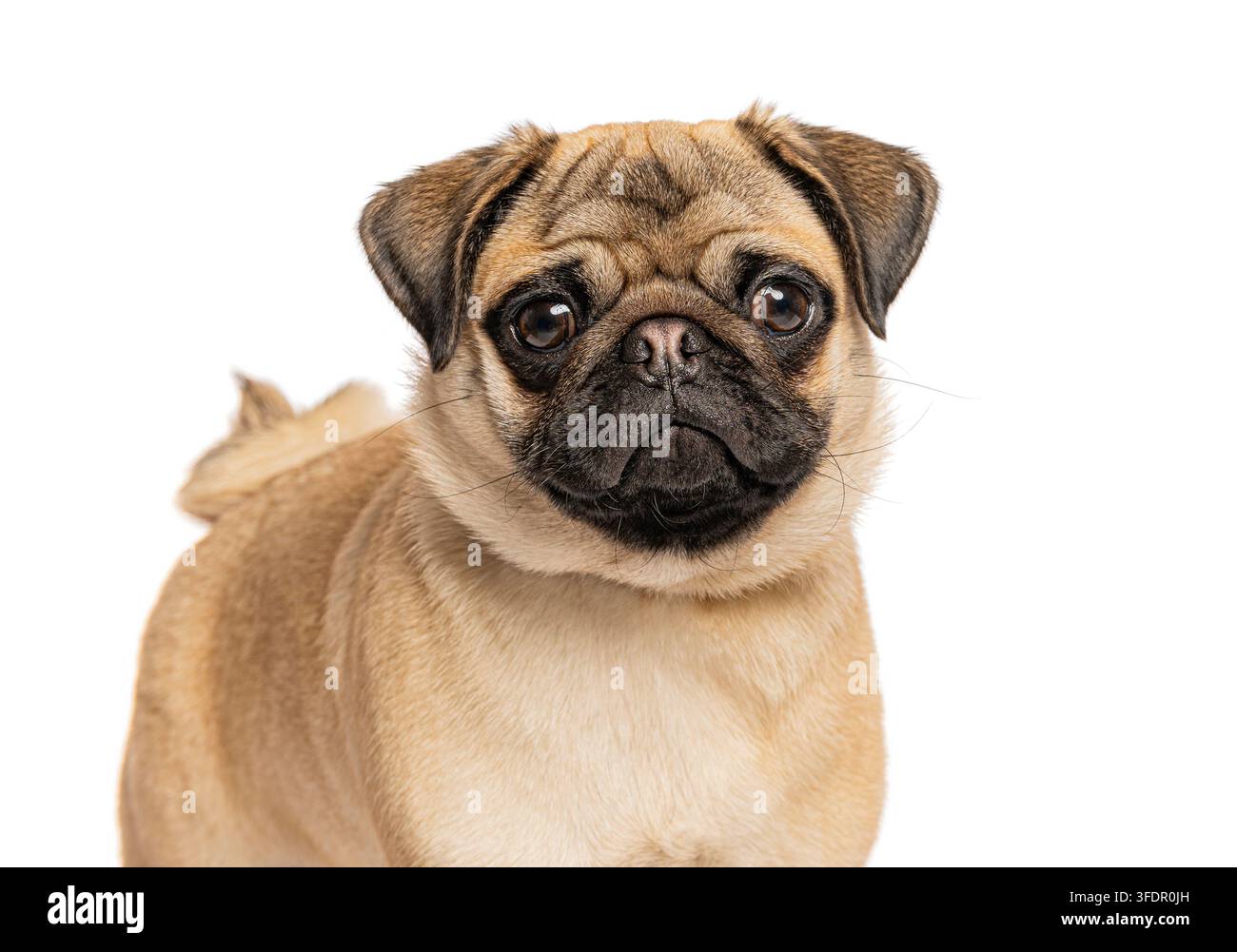 Fawn-Pug-Welpe mit schwarzer Schnauze auf weißem Hintergrund Stockfoto