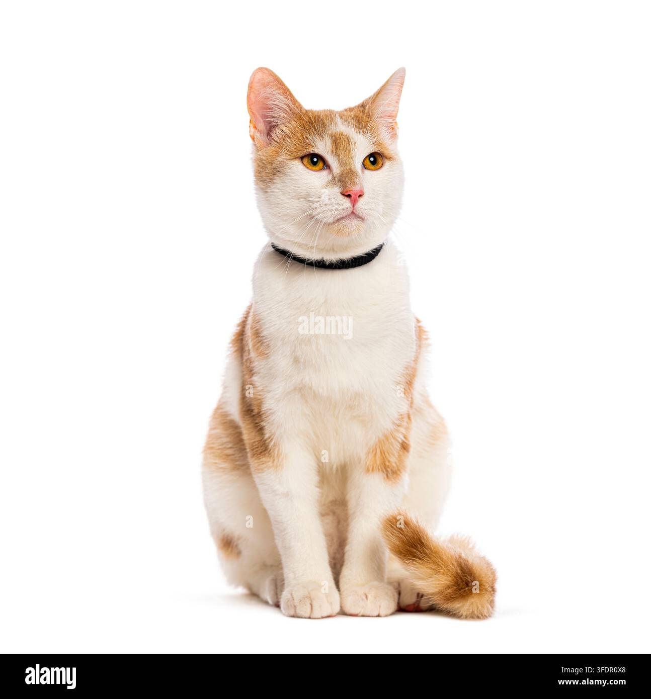 Haustierkatze sitzt, schaut nach oben, isoliert auf weißem Hintergrund Stockfoto