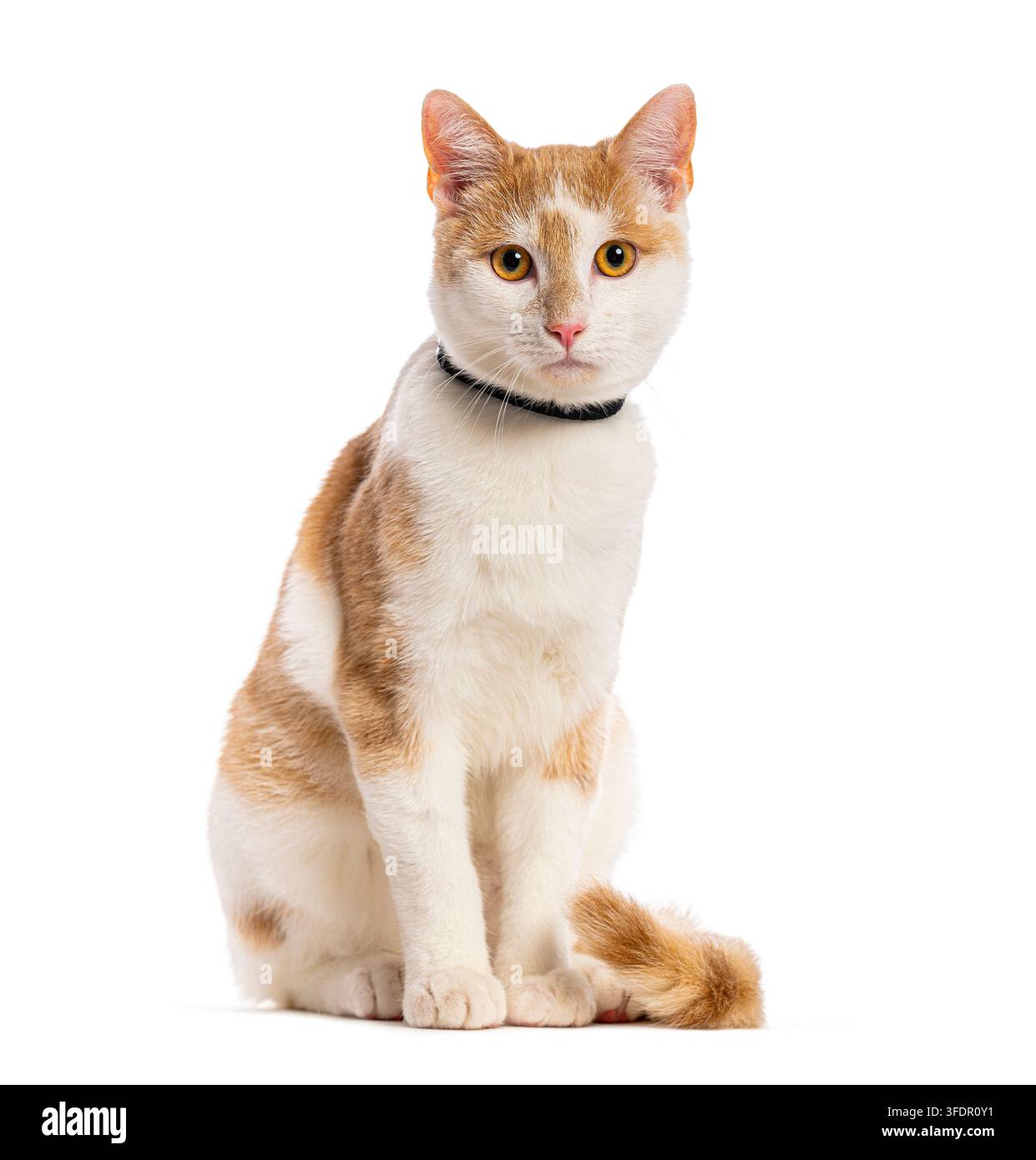 Hauskatze mit orangefarbenem und weißem Fell, die auf einem weißen Hintergrund sitzt und ein schwarzes Halsband trägt Stockfoto