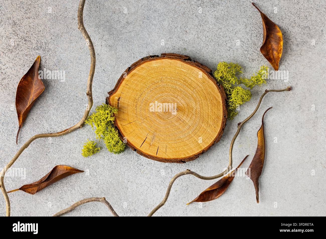 Umweltfreundlicher rustikaler Hintergrund mit Baumscheibe, Moos und Zweigen für naturinspiriertes Design Stockfoto
