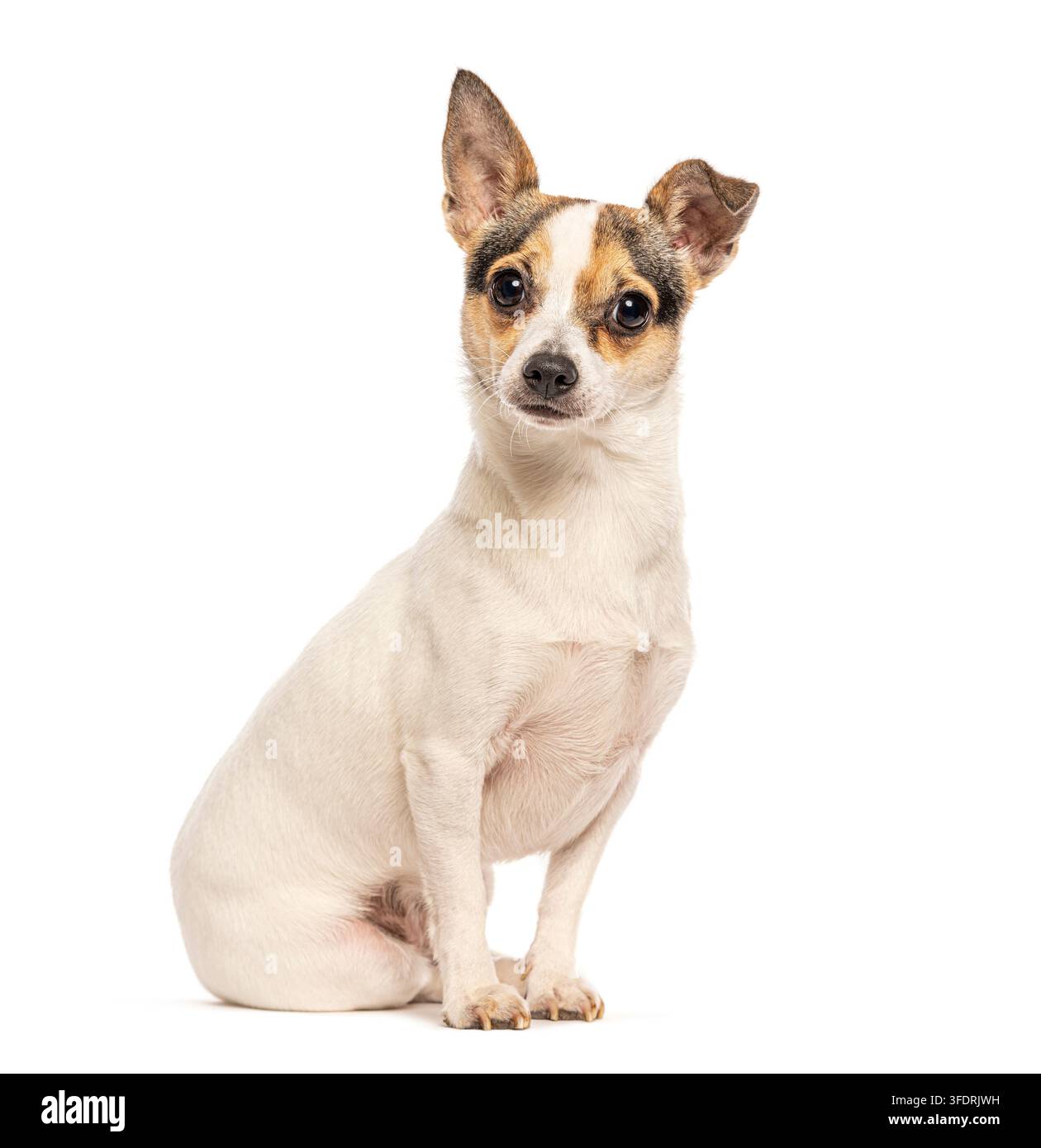 Chihuahua-Jack-Russell-Terrier-Mix sitzt vor weißem Hintergrund Stockfoto
