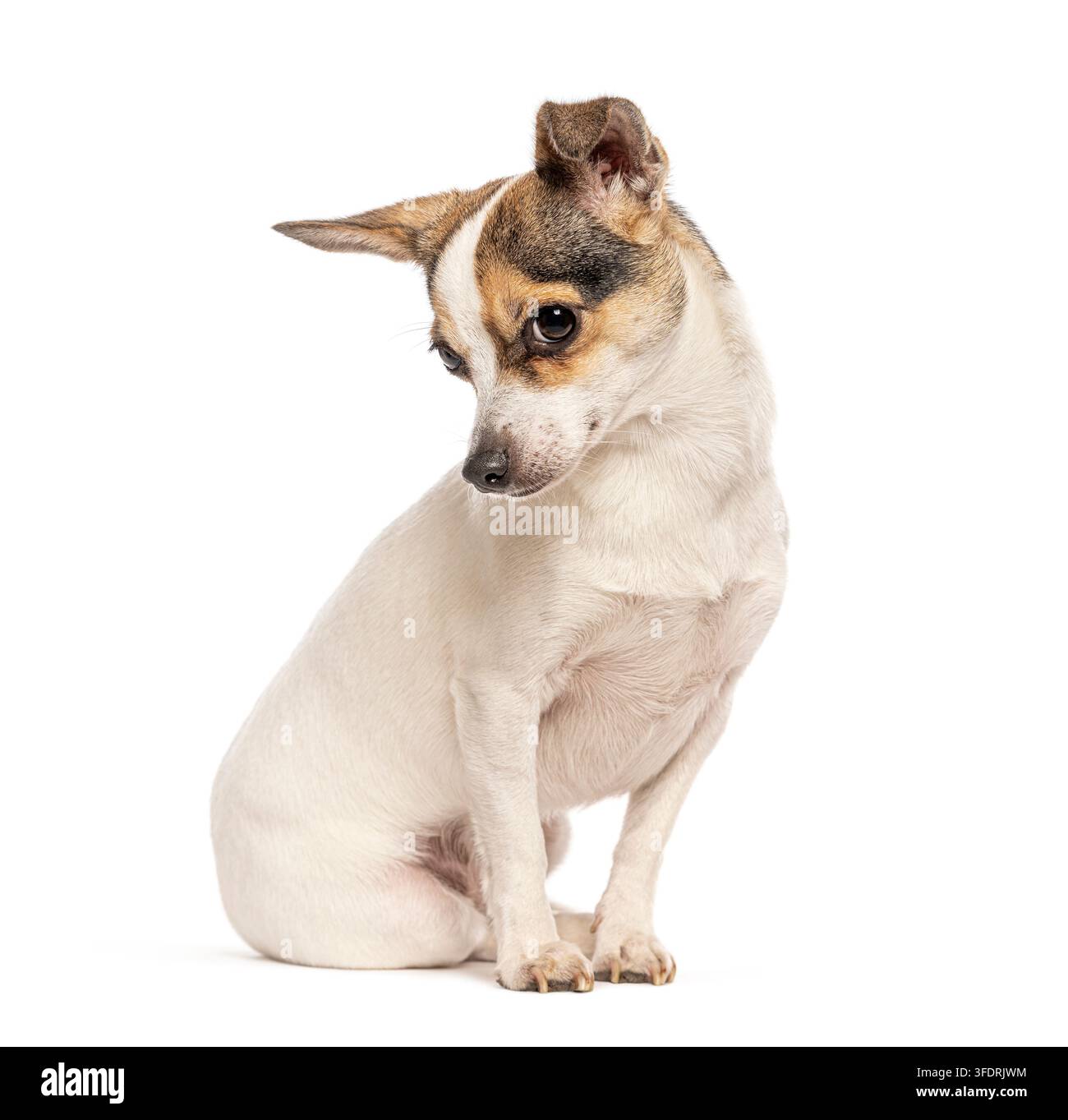 Kleine Chihuahua-Jack-Russell-Mischlingshunderasse, die auf weißem Hintergrund nach unten schaut Stockfoto