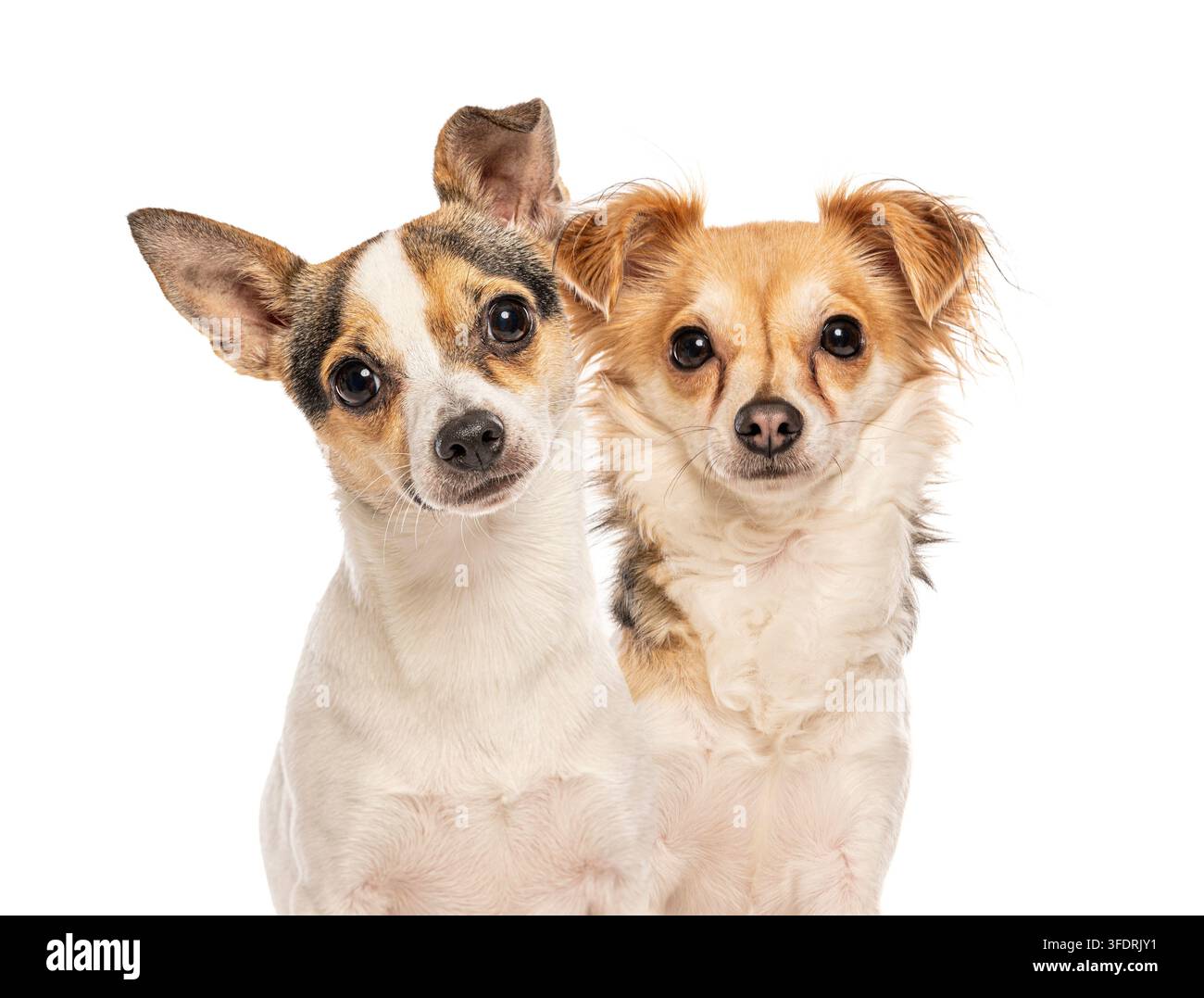 Zwei Chihuahua-Hunde stehen vor einem weißen Hintergrund und teilen einen süßen Moment Stockfoto