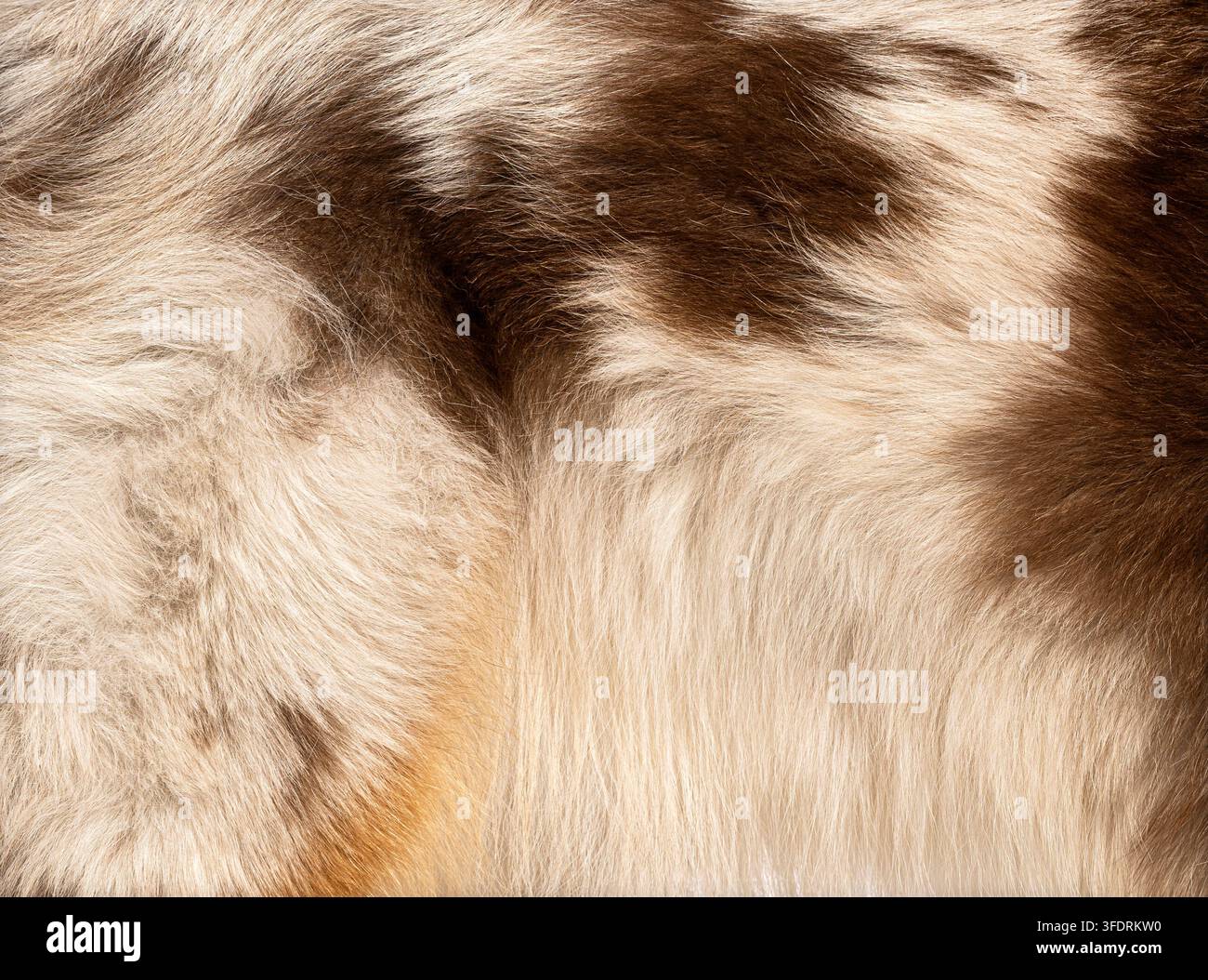Australian Shepherd-Fell mit natürlicher brauner und weißer Haarstruktur Stockfoto