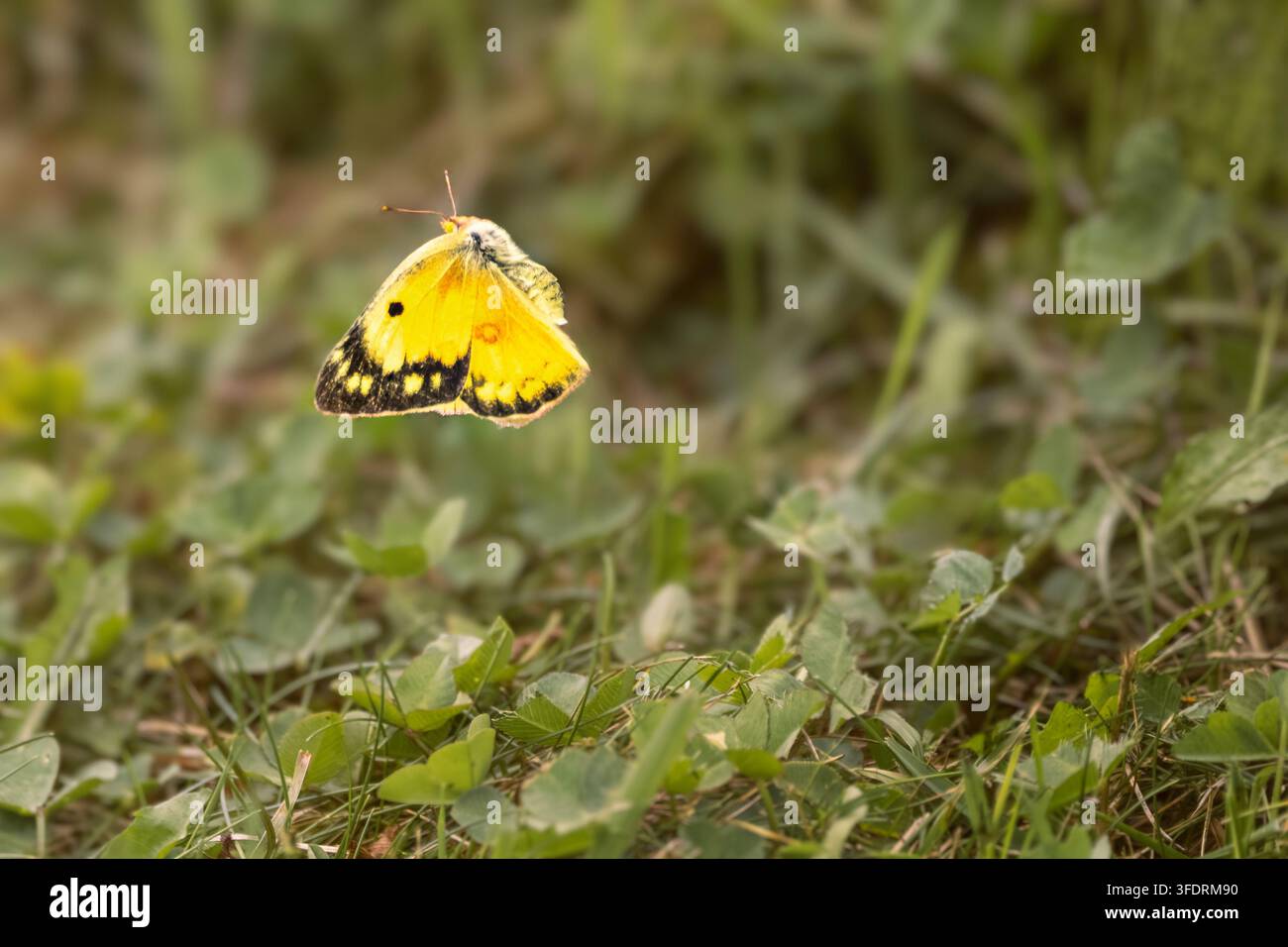 Ein wunderschöner, leuchtend gelber Clouded Sulphur-Schmetterling (Colias) ruht mit offenen Flügeln auf wilden grünen Kleeblättern. Fotografiert in warmem Naturlicht Stockfoto
