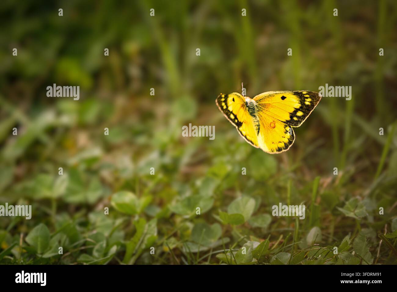 Ein wunderschöner, leuchtend gelber Clouded Sulphur-Schmetterling (Colias) ruht mit offenen Flügeln auf wilden grünen Kleeblättern. Fotografiert in warmem Naturlicht Stockfoto