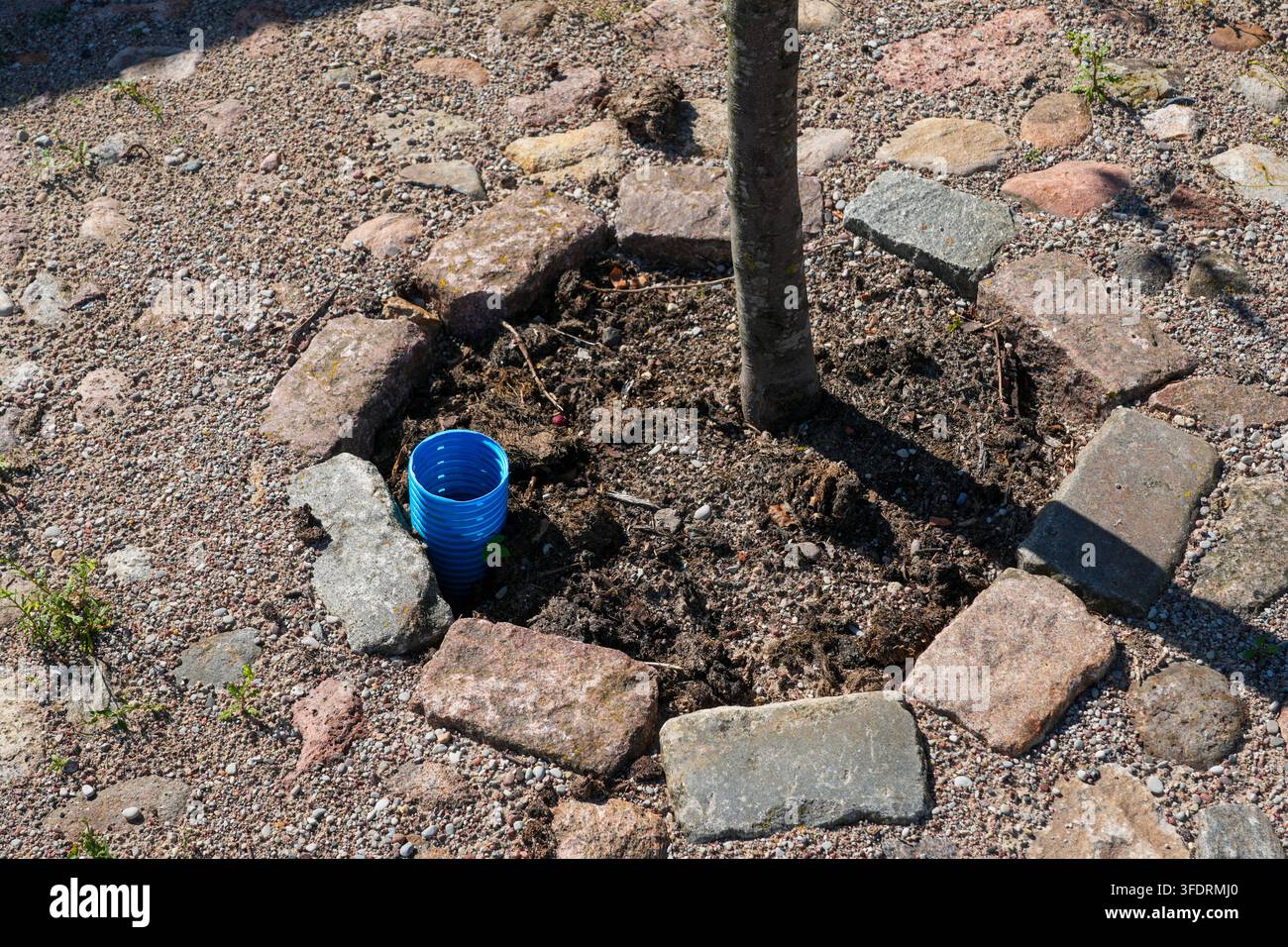Neu gepflanzter städtischer Baum mit blauem Bewässerungschlauch, umgeben von Natursteinpflaster und Kies Stockfoto