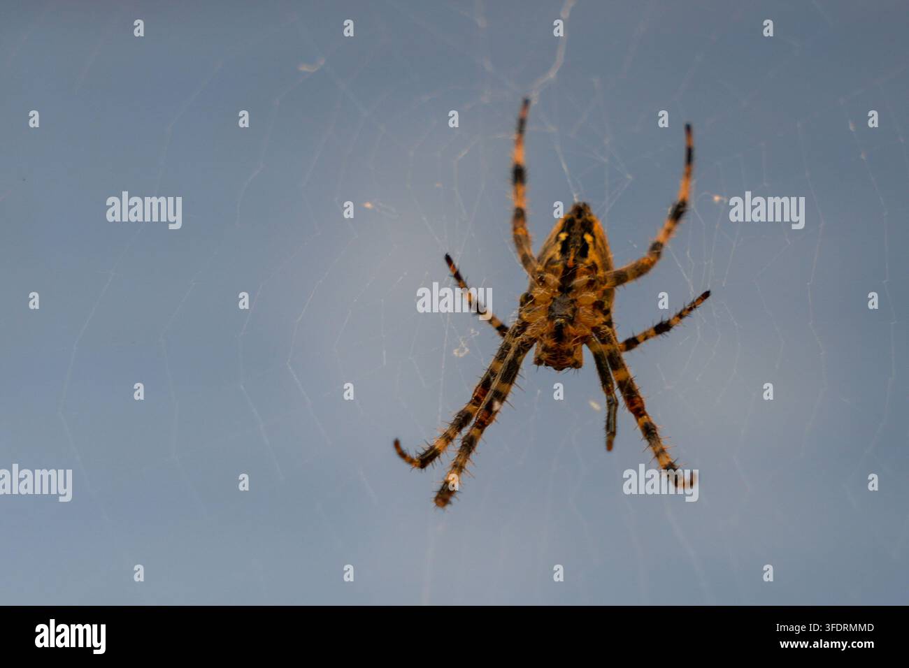 Europäische Gartenspinnen auf Radnetz vor weichem blauem Hintergrund in der Sommernatur, Nahaufnahme Stockfoto