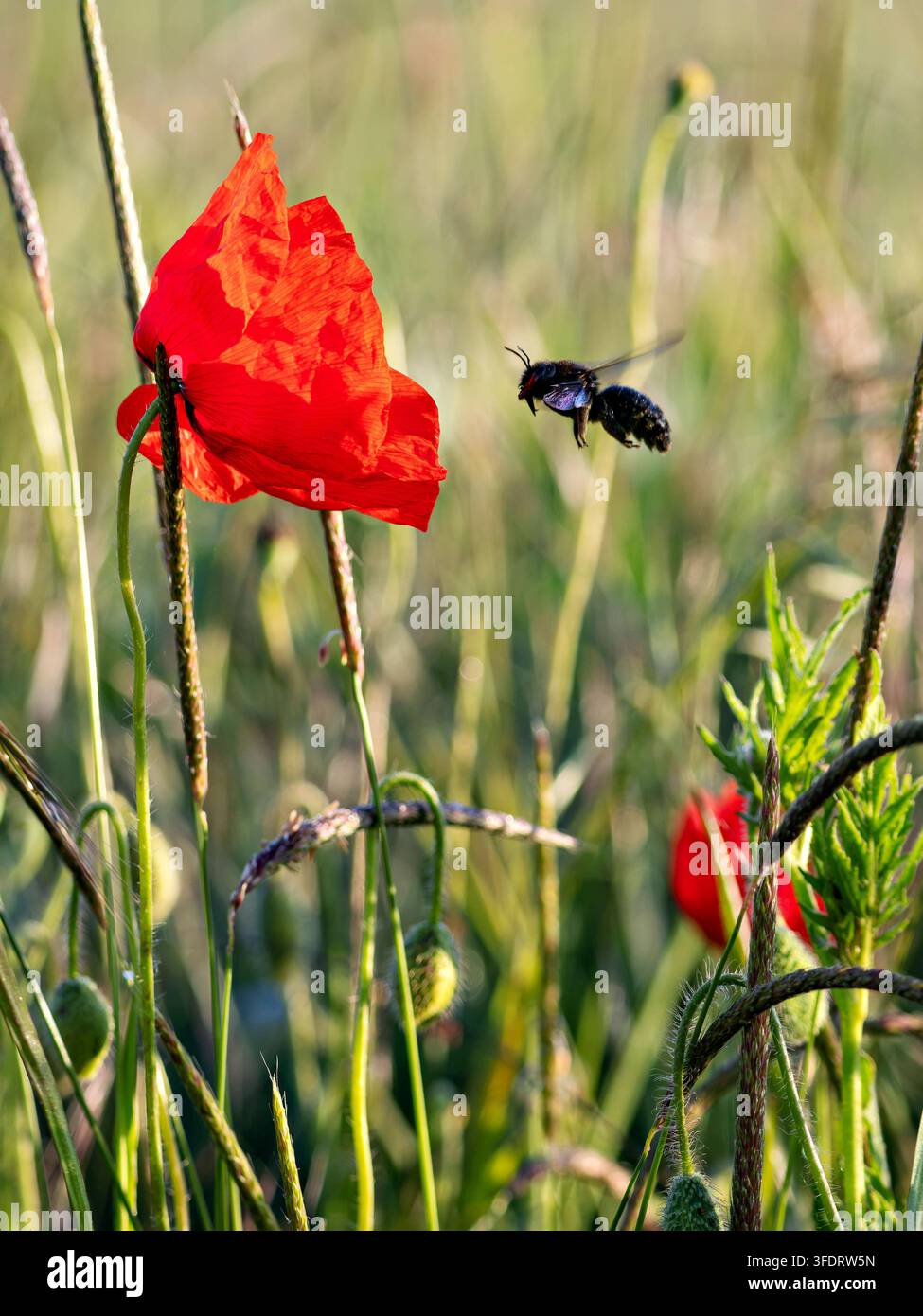 Wilde Biene auf einer roten Mohnblume Stockfoto