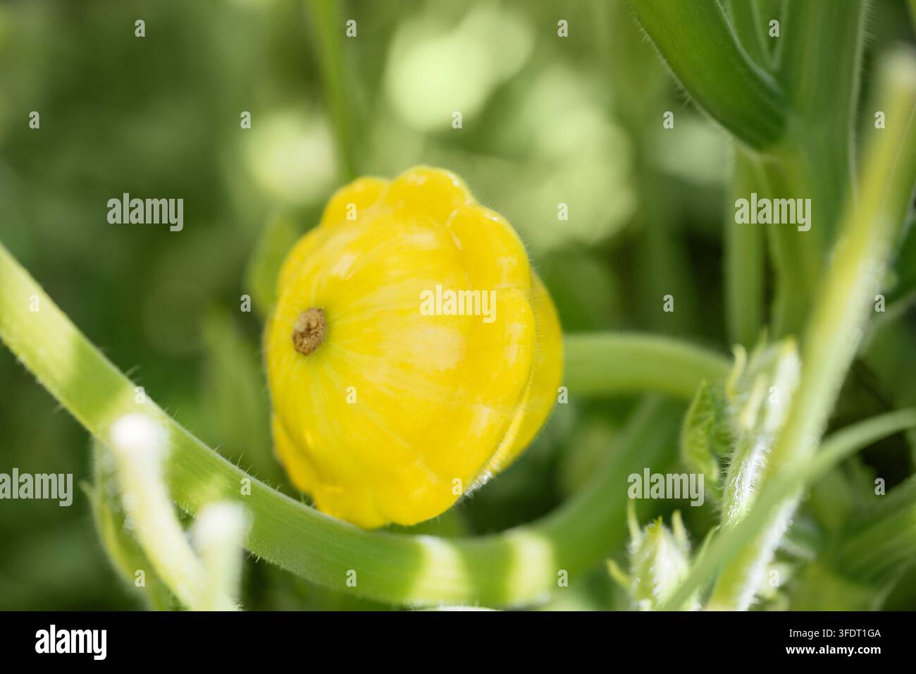 Junge gelbe Pattypan-Kürbis auf einem Hintergrund aus grünen Blättern, Nahaufnahme. Pattypan-Kürbis, der in einem Gemüsegarten wächst. Stockfoto