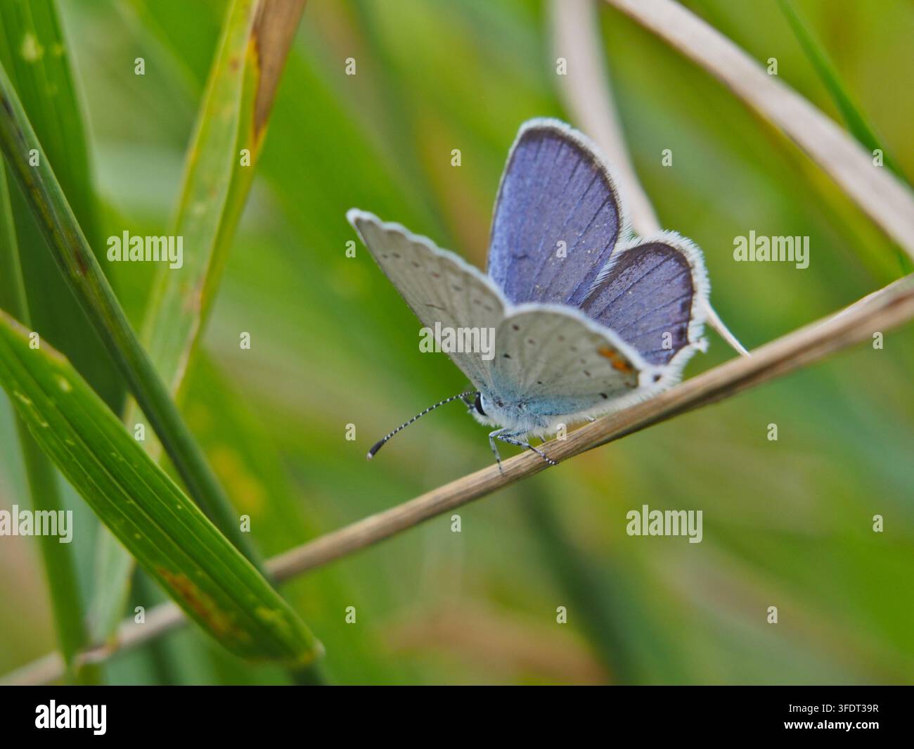 Isolierte Makro-Nahaufnahme von hinten eines männlichen Europäischen Schmetterlings (Polyommatus Icarus), der mit leicht geöffneten Flügeln nach unten auf Stroh sitzt Stockfoto