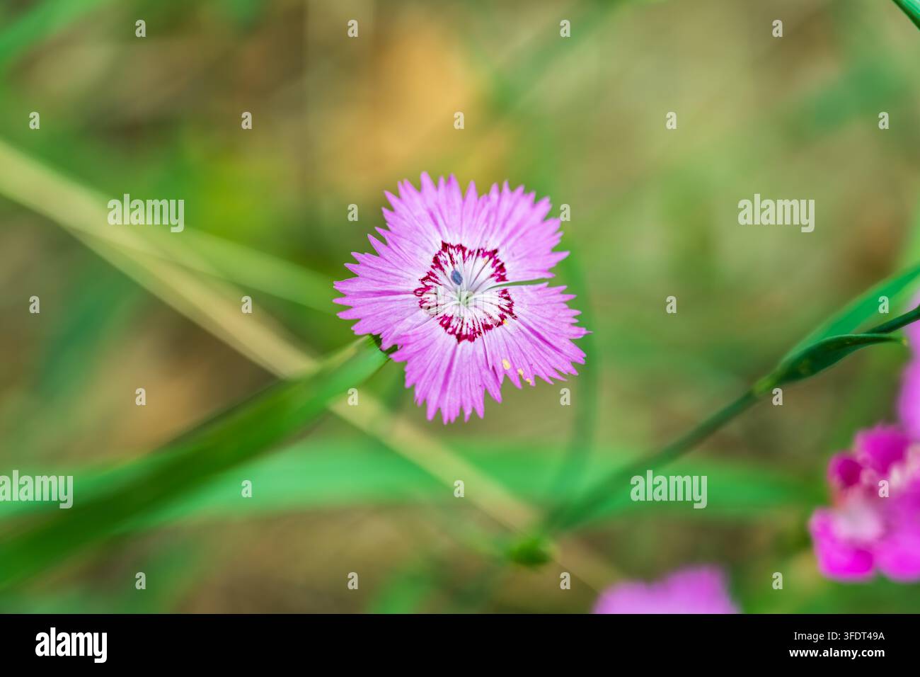 Schöne heiße rosa Nelkenfeldblumen, Dianthus Campestris, Nahaufnahme, selektiver Fokus. Dianthus campestris Nelke. Rosa Wildblumen auf einem Grasbeet Stockfoto